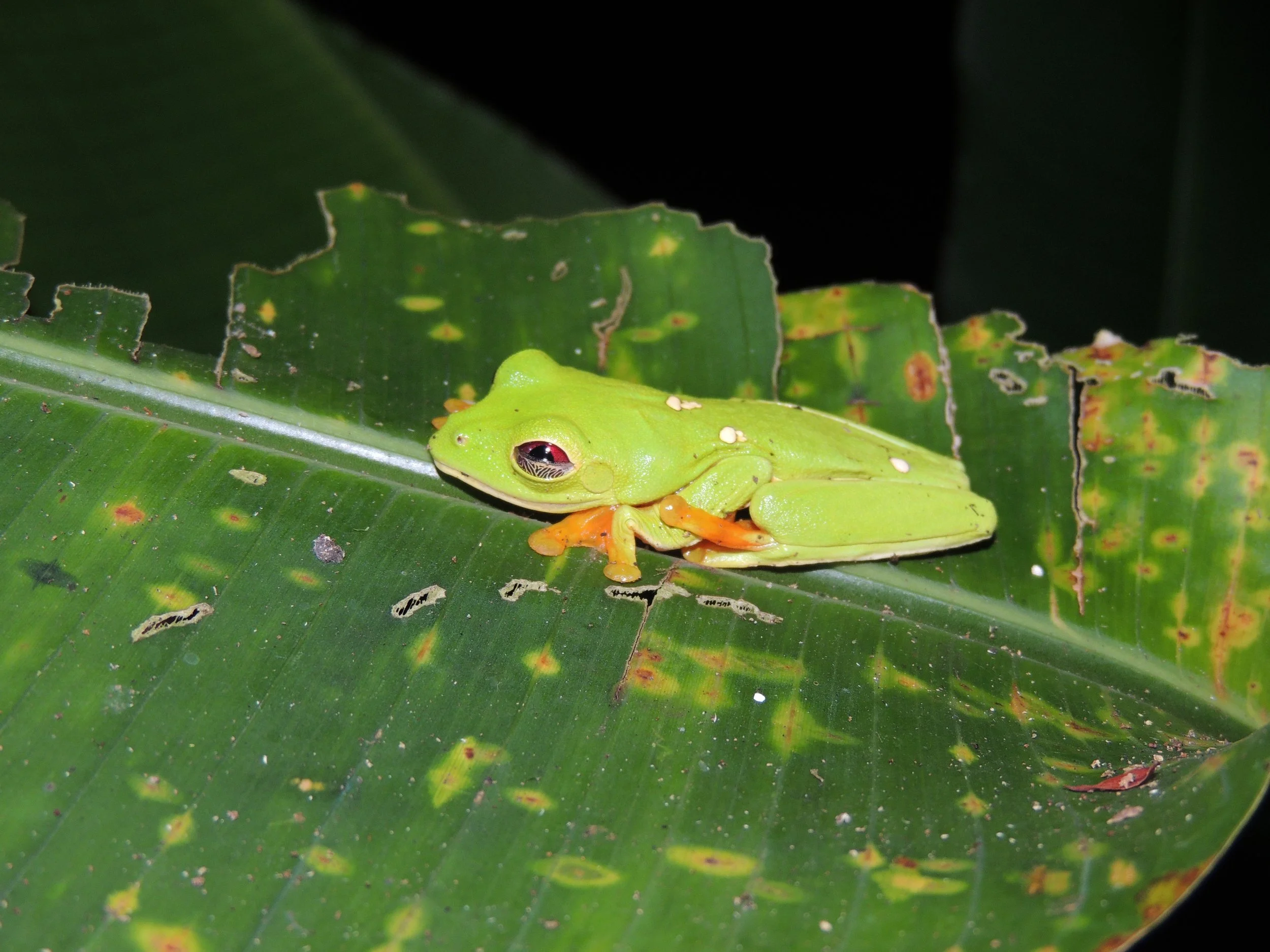 Rufous-eyed stream frog (Duellmanohyla rufioculis)