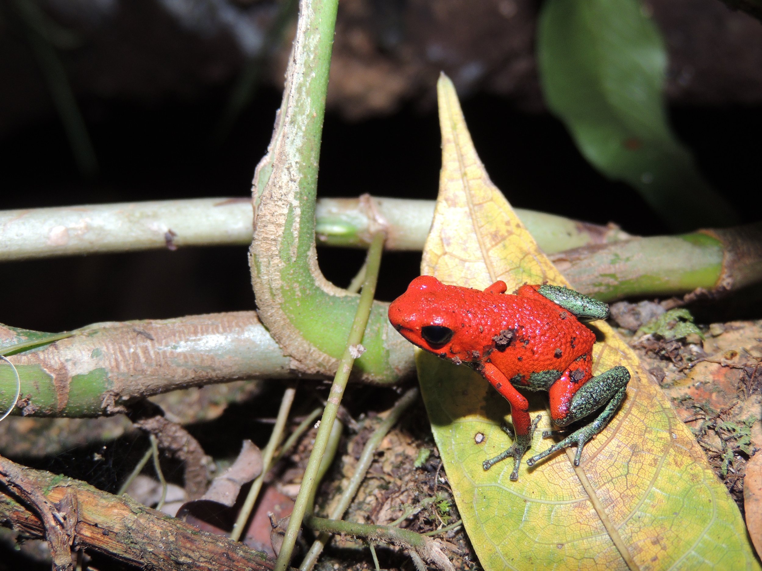 Granular Poison Frog or “Green jeans” (Oophaga granulifera)