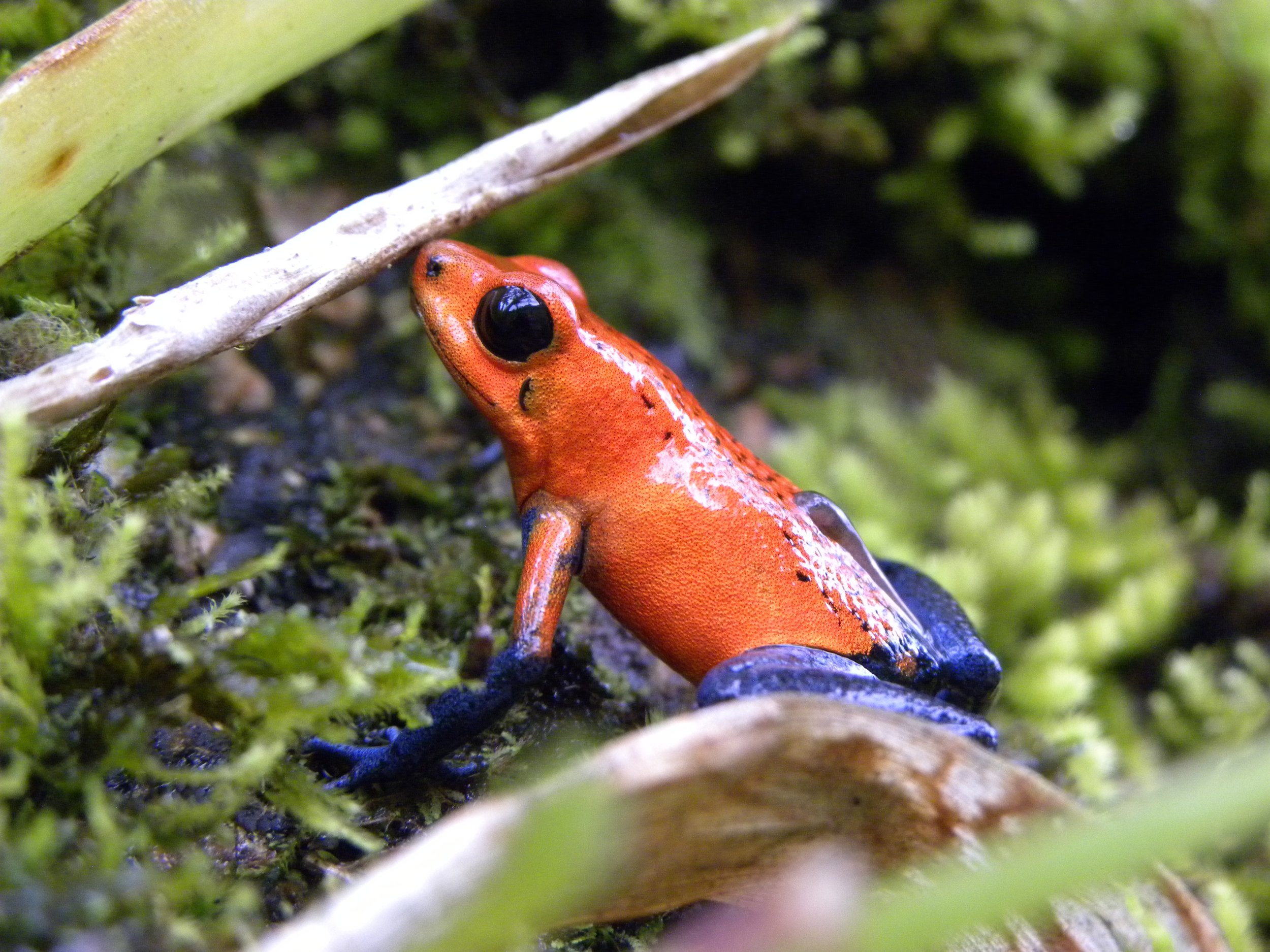 Strawberry Poison Frog or “Blue jeans” (Oophaga pumilio)
