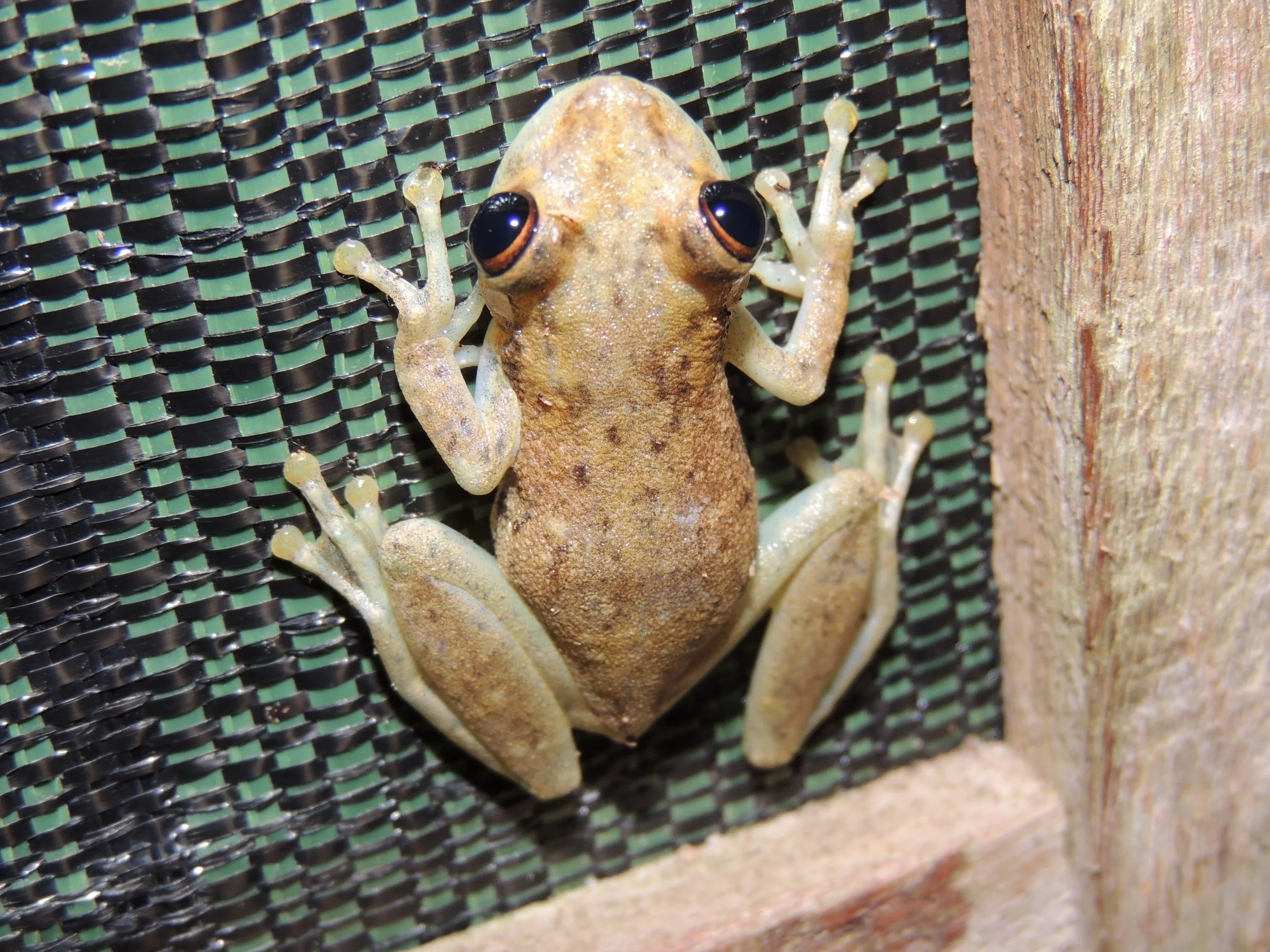 Rosenberg’s Gladiator Frog (Boana rosenbergi)