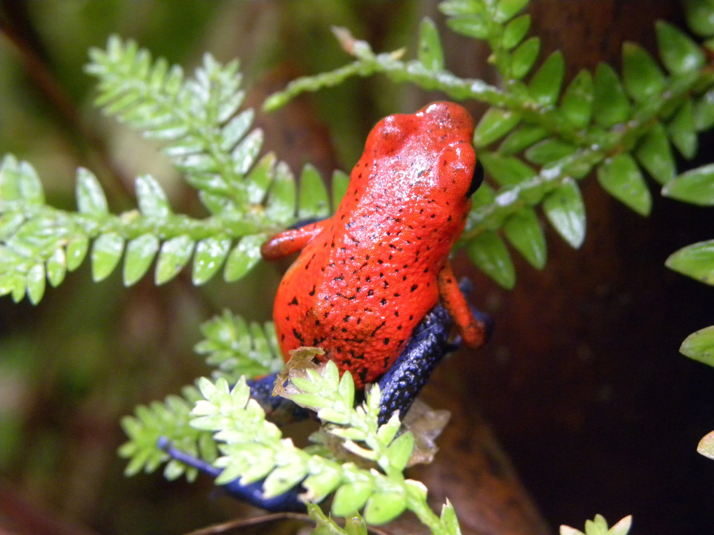 Strawberry Poison Frog or “Blue jeans” (Oophaga pumilio)