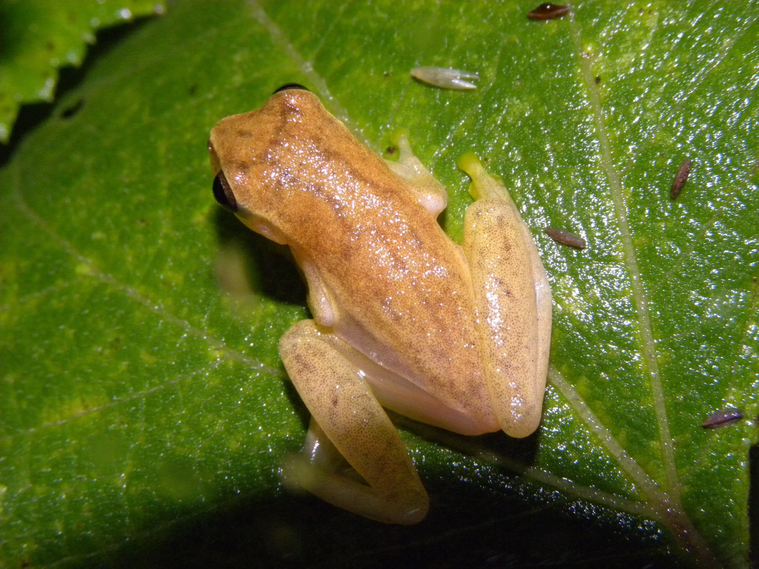 Small-headed Treefrog (Dendropsophus microcephalus)