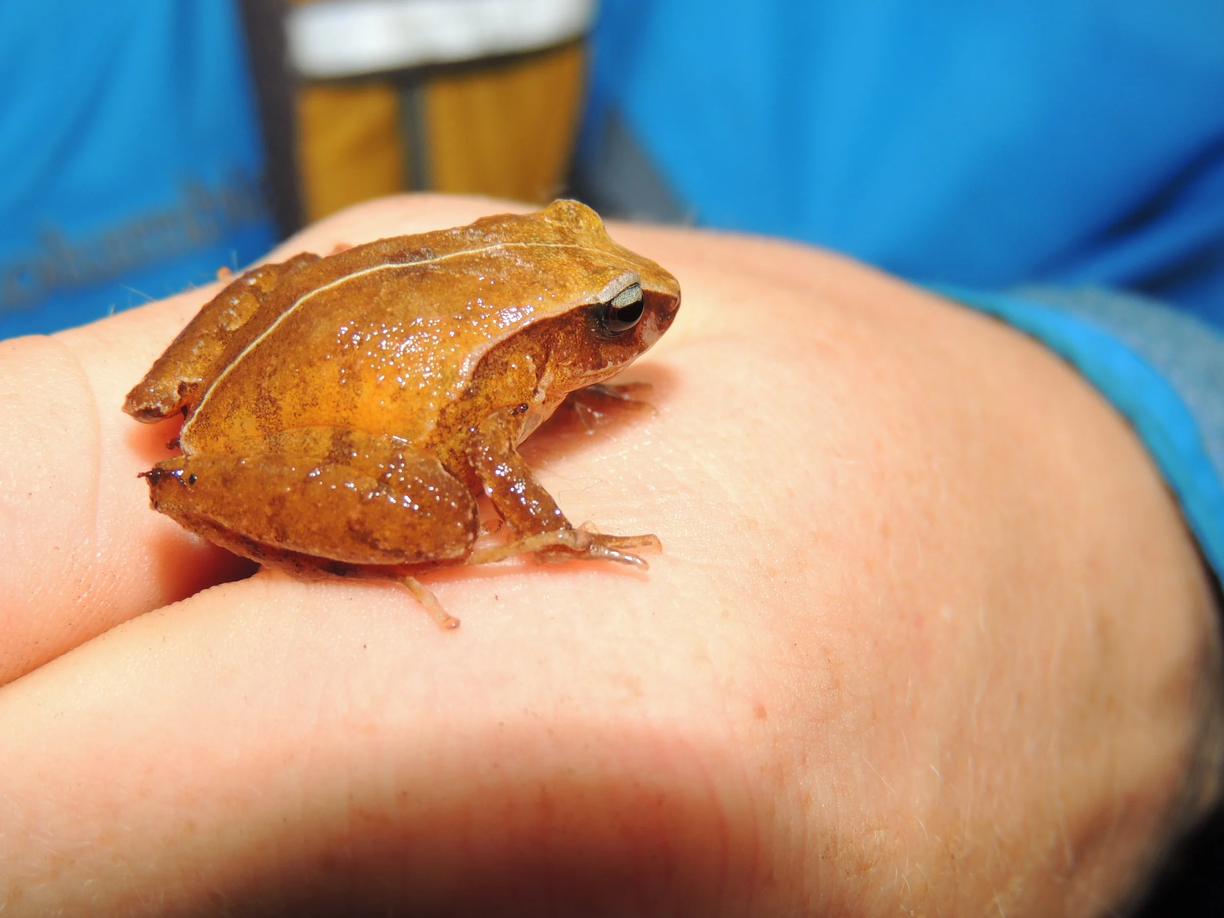Piglet Flesh-bellied Frog (Craugastor podiciferus)