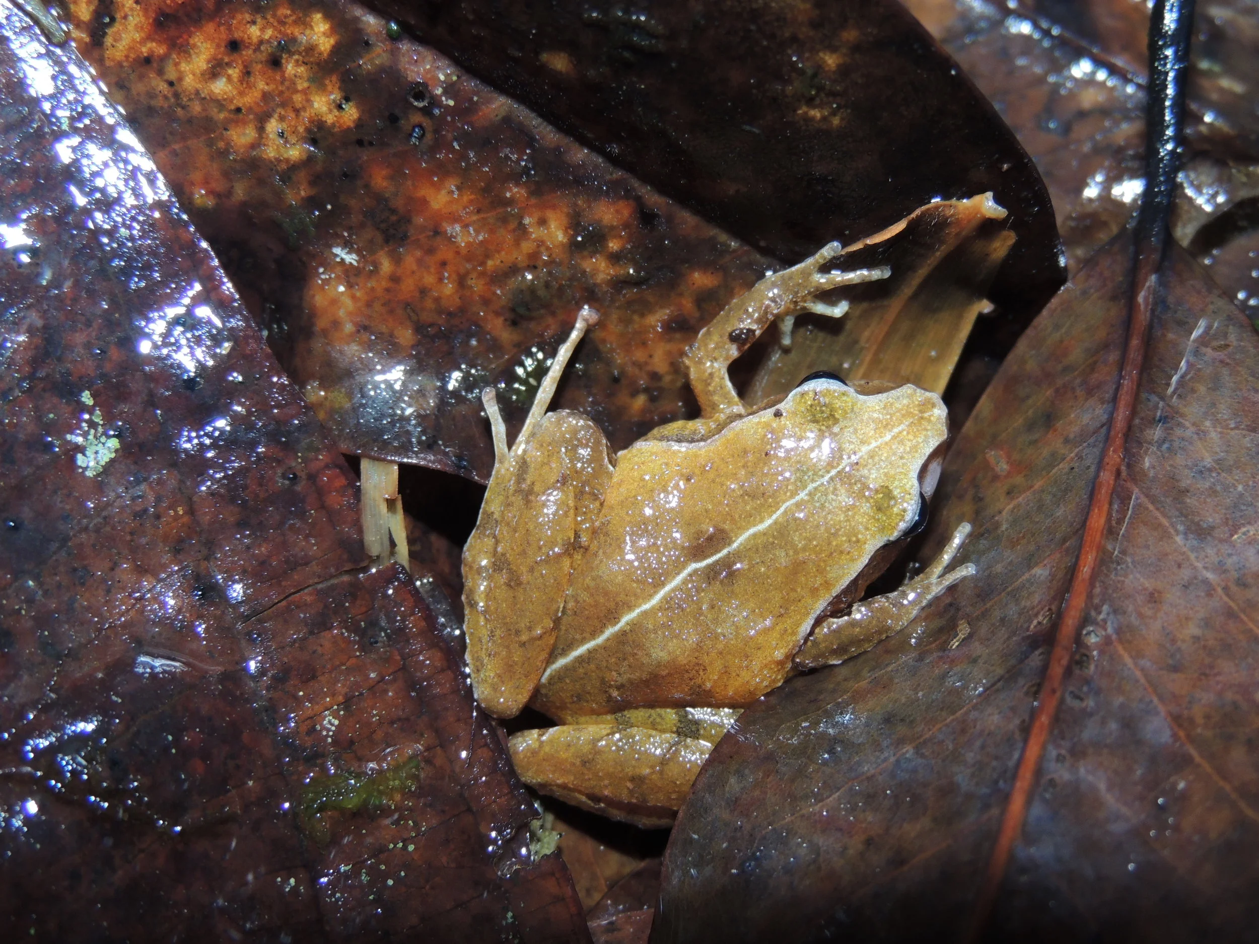 Piglet Flesh-bellied Frog (Craugastor podiciferus)