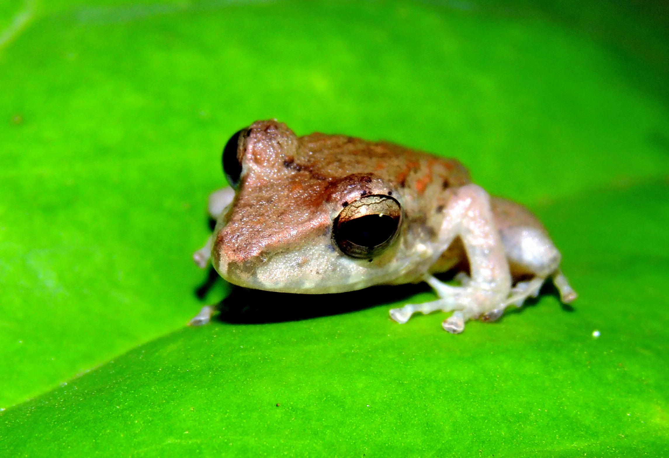 Fitzinger’s Flesh-bellied Frog (Craugastor fitzingeri)