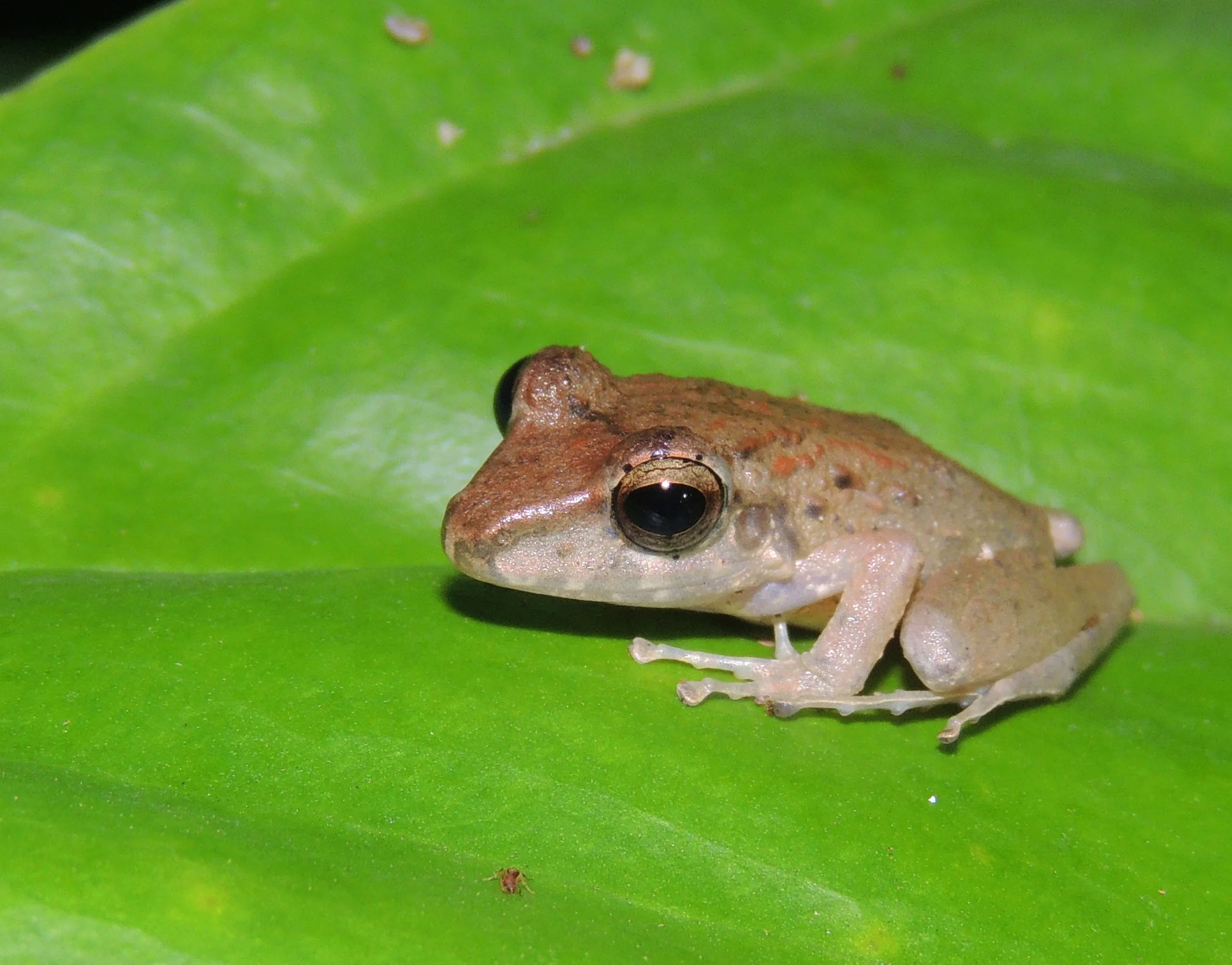 Fitzinger’s Flesh-bellied Frog (Craugastor fitzingeri)