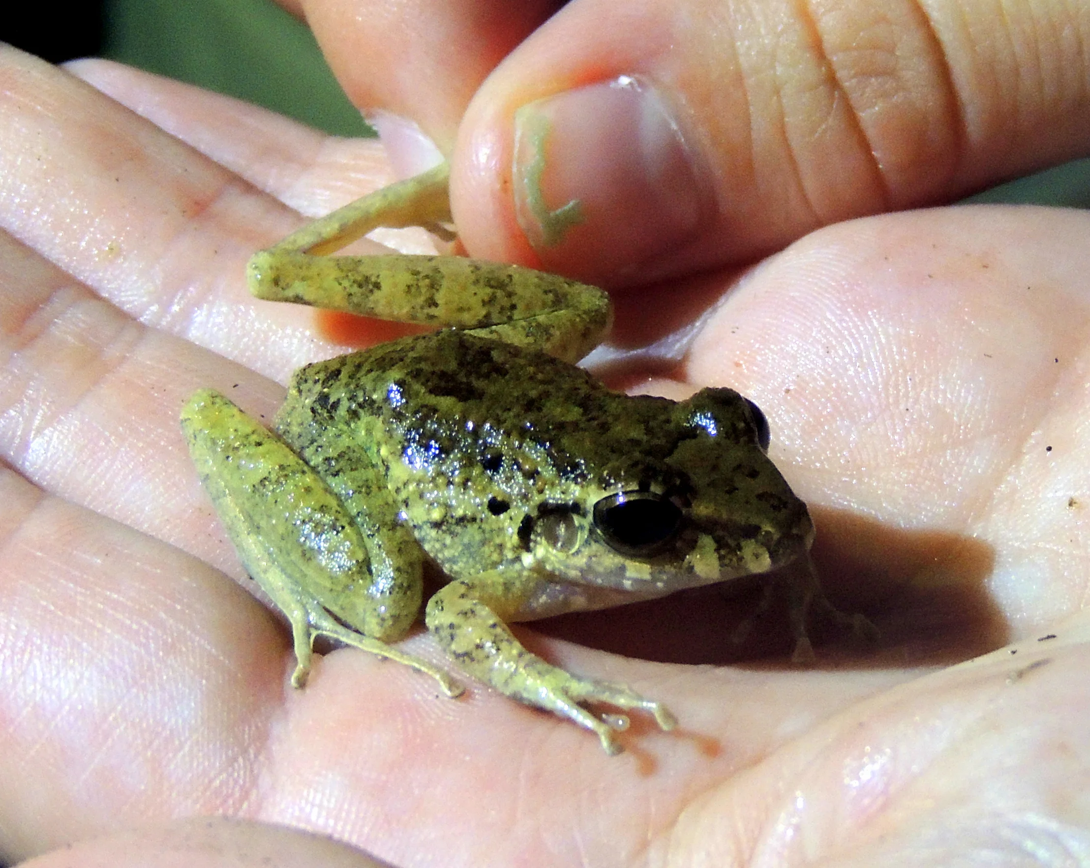 Fitzinger’s Flesh-bellied Frog “green morph?” (Craugastor fitzingeri)