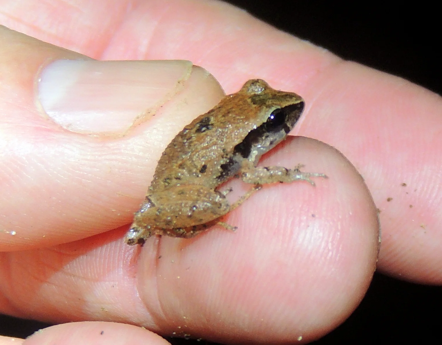 Piglet Flesh-bellied Frog? (Craugastor podiciferus)