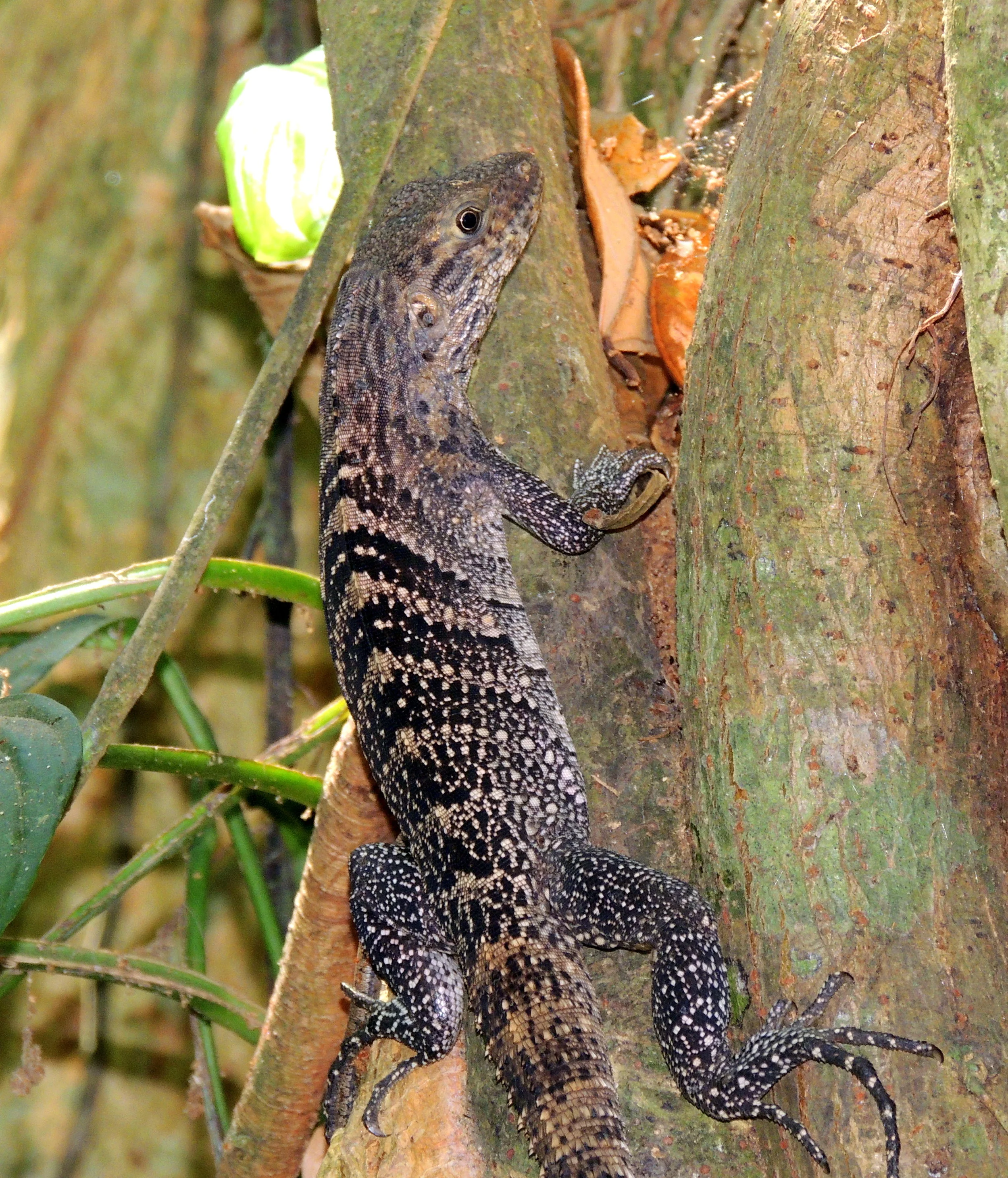 Black spiny-tailed iguana (Ctenosaura similis)