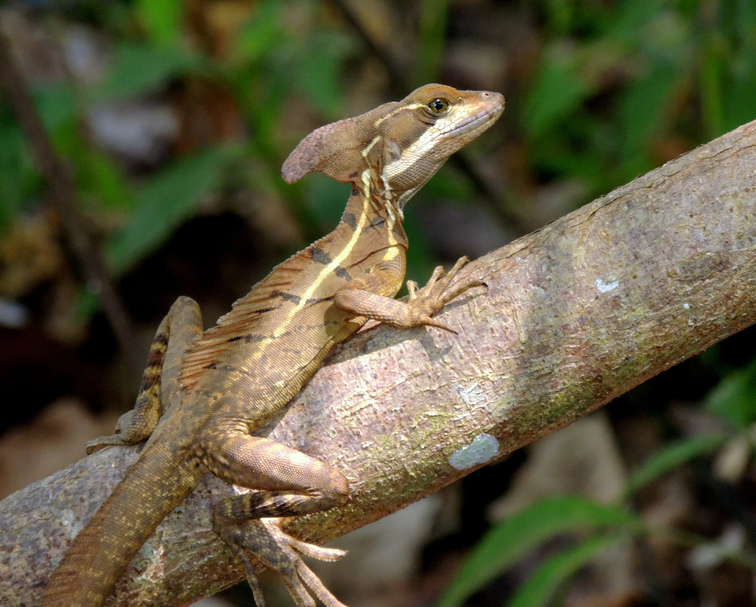 Common Basilisk (Basiliscus basiliscus)