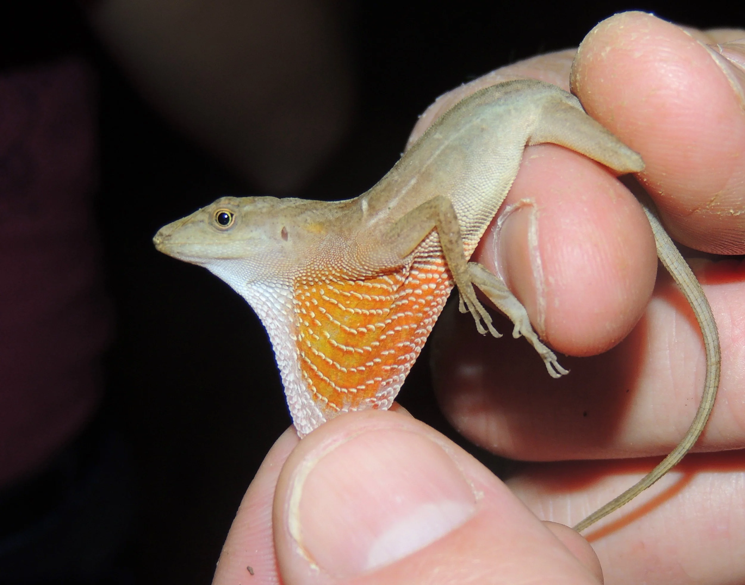 Slender Anole (Norops limifrons)