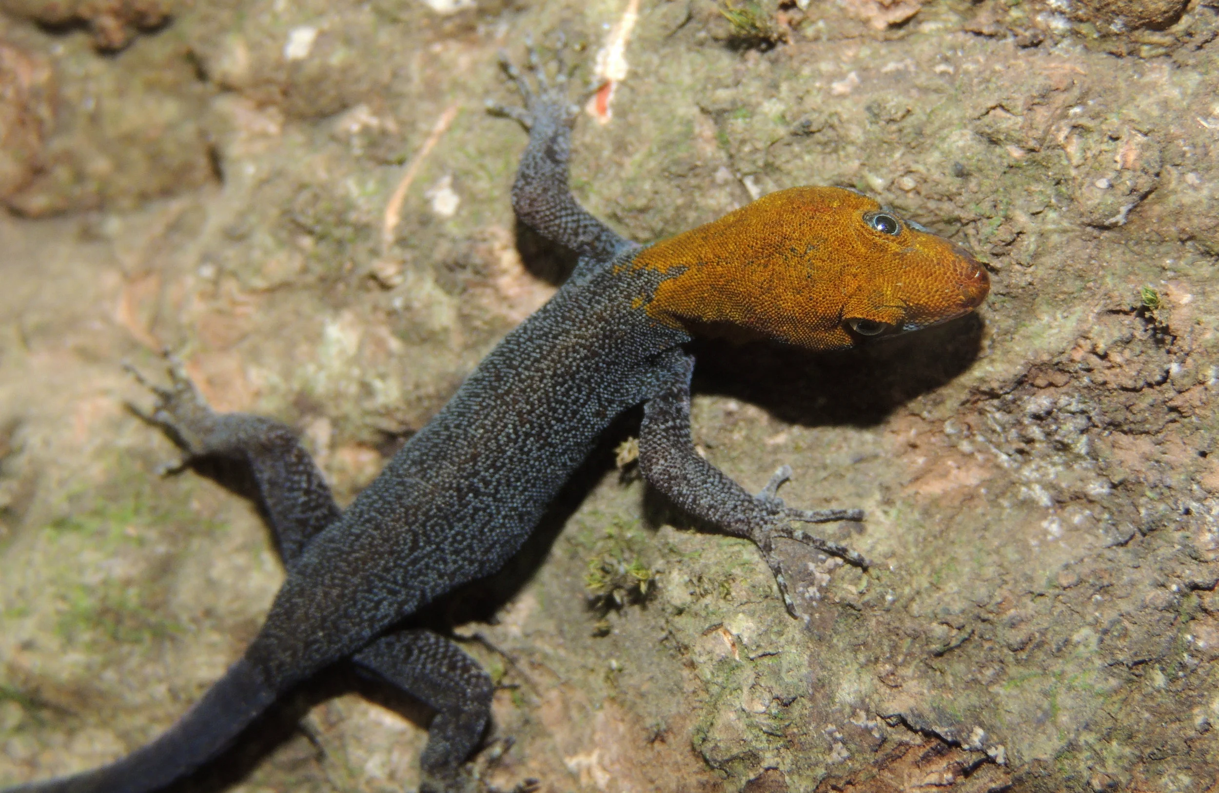 Yellow-headed gecko (Gonatodes albogularis)