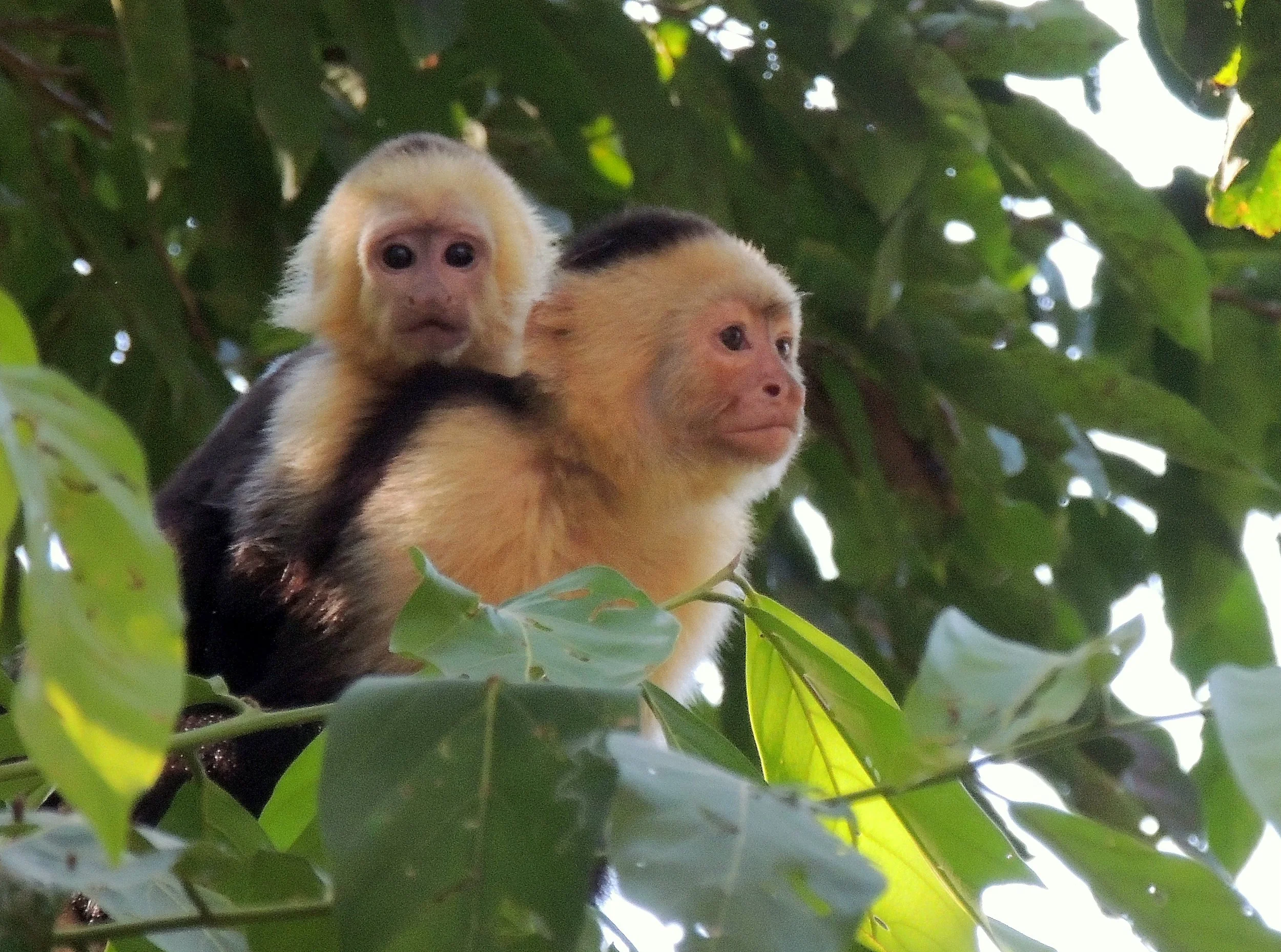 White-faced capuchin monkey (Cebus capucinus)
