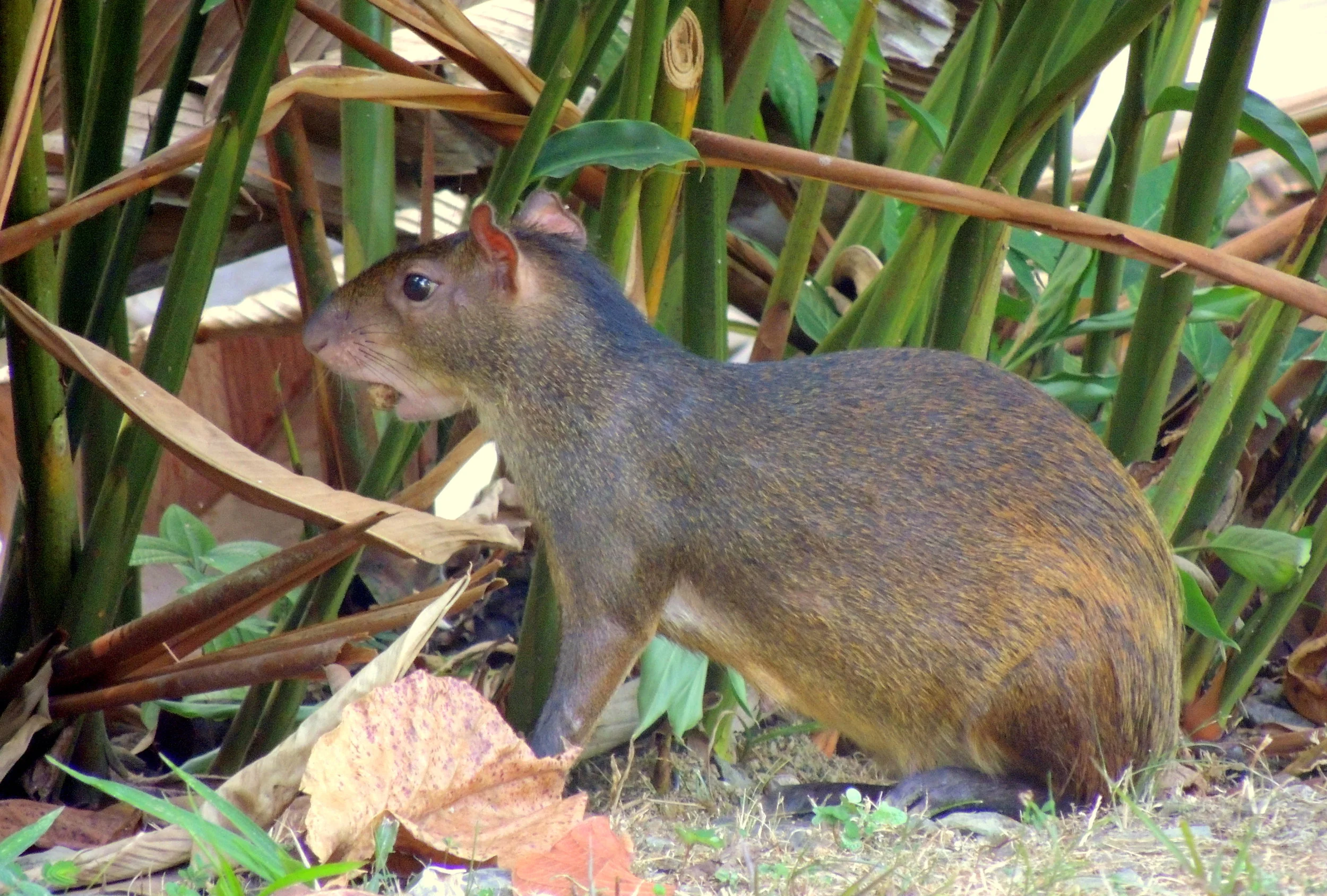 Agouti (Dasyprocta punctata)