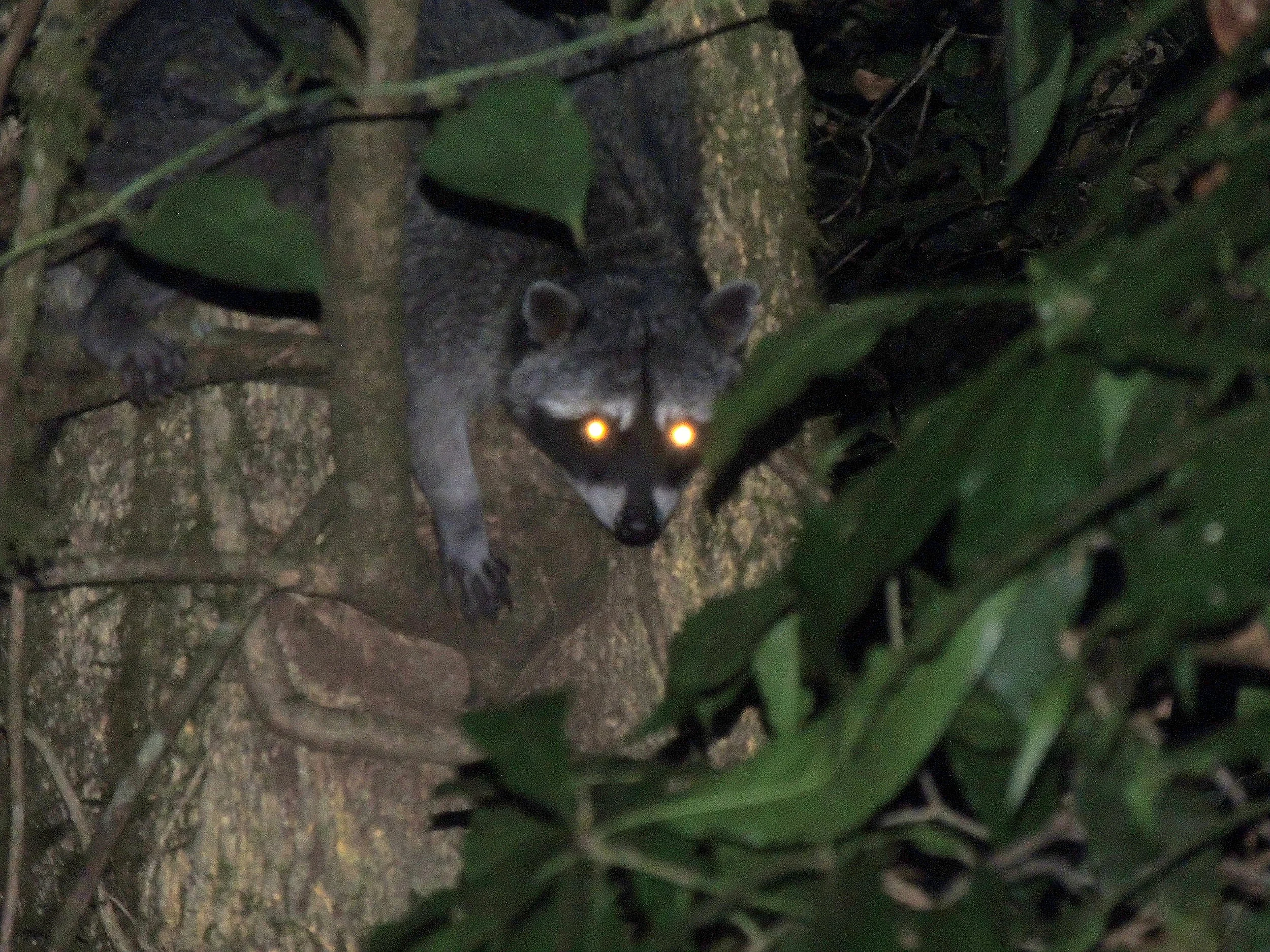 Northern Raccoon (Procyon lotor)