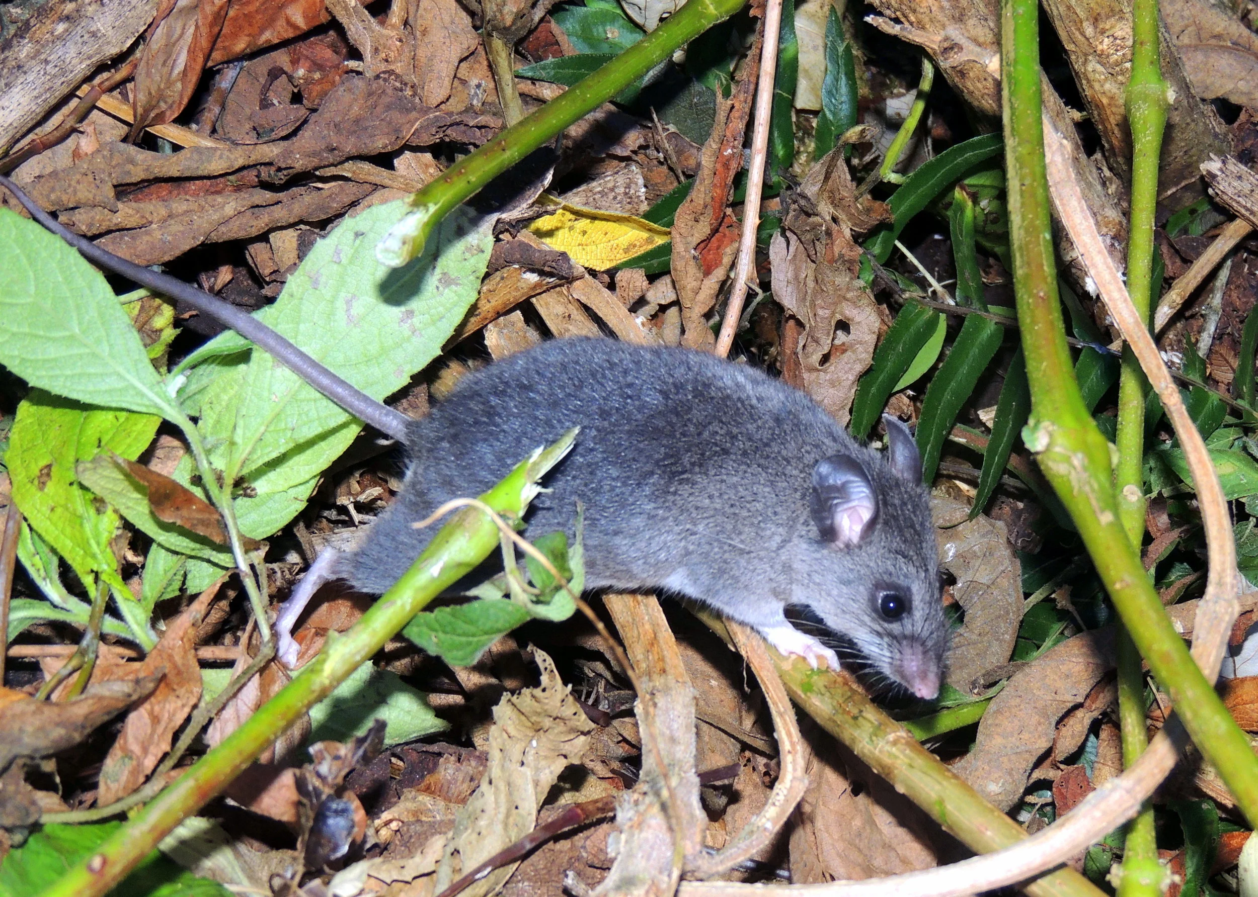 Mexican Deer Mouse (Peromyscus mexicanus)