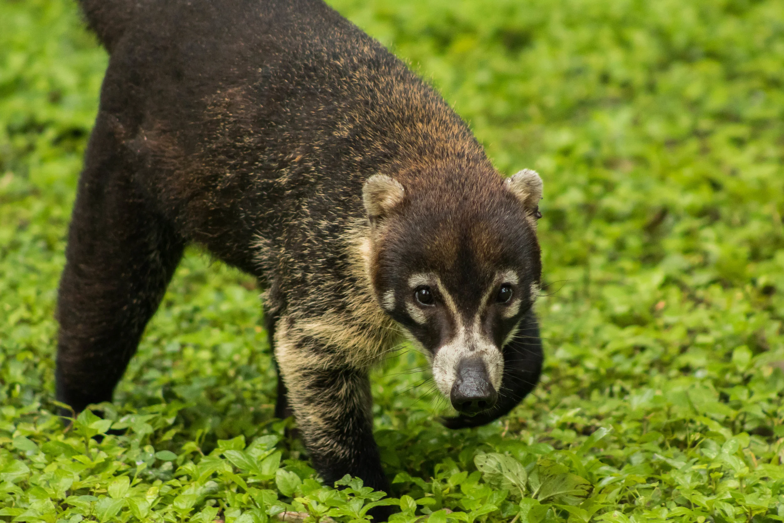 Coati (Nasua narica)