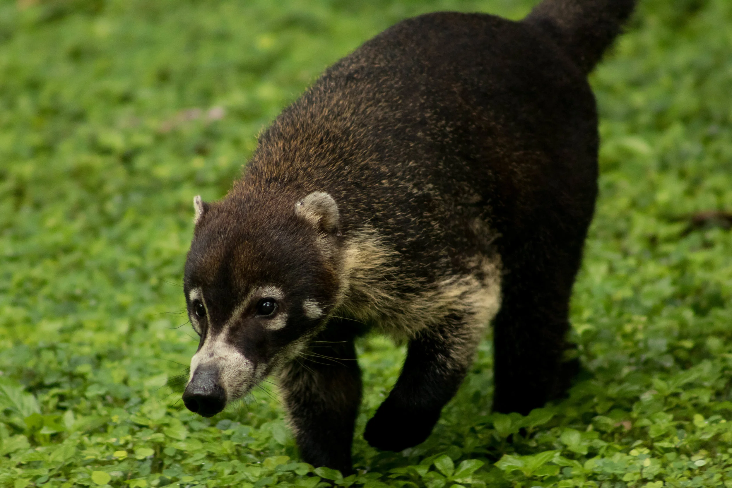 Coati (Nasua narica)