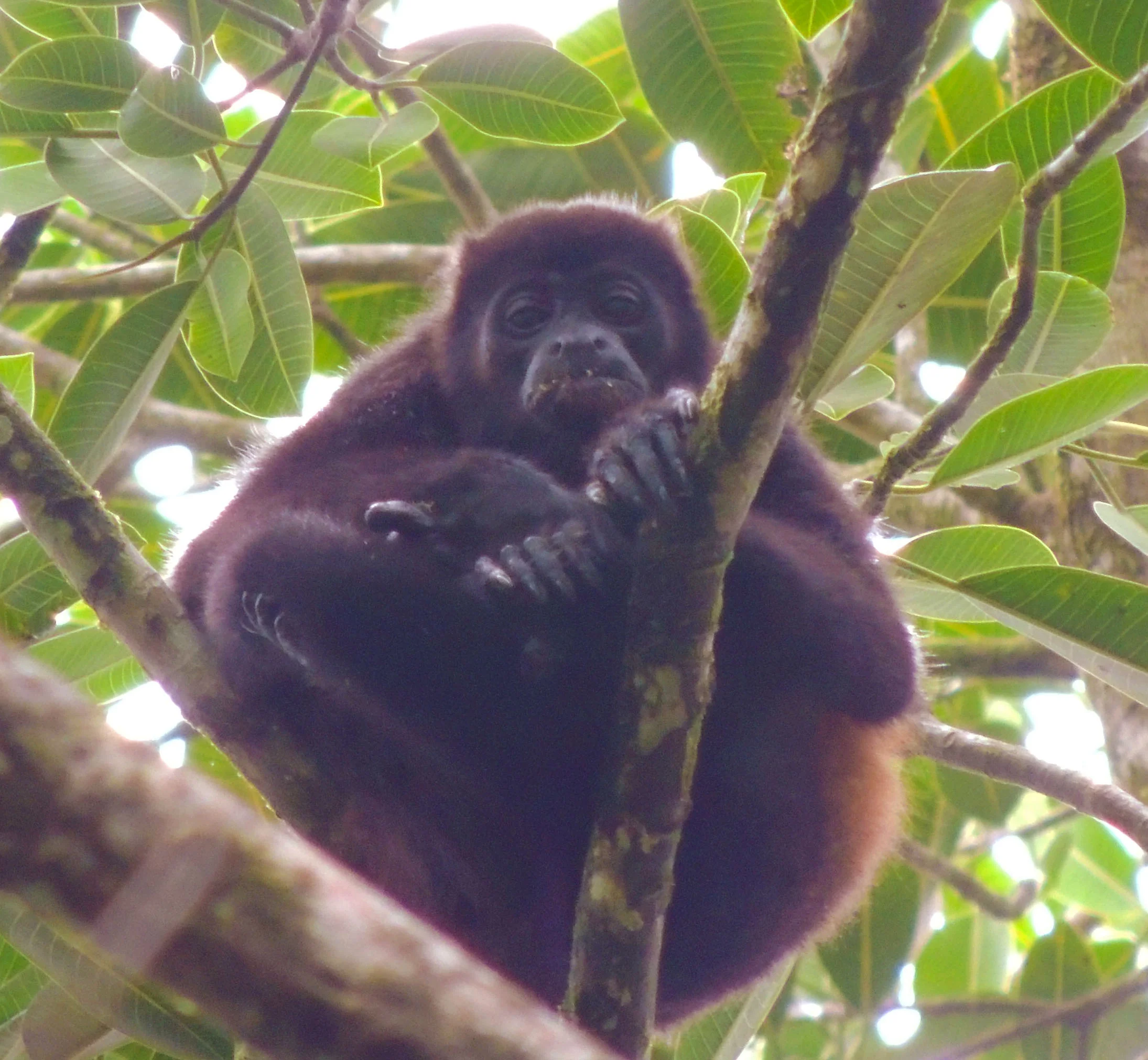 Mantled Howler Monkey (Alouatta palliata)