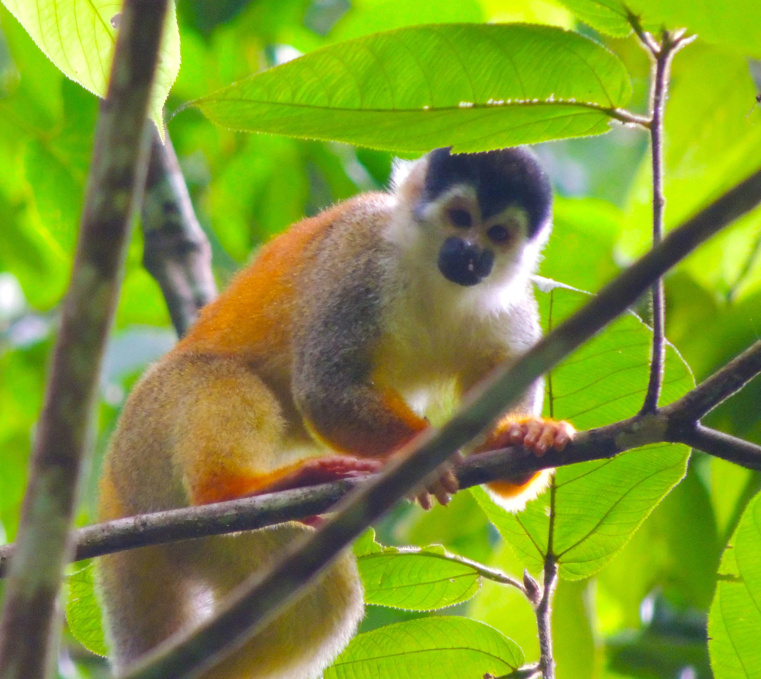Central American Squirrel Monkey (Saimiri oerstedii)