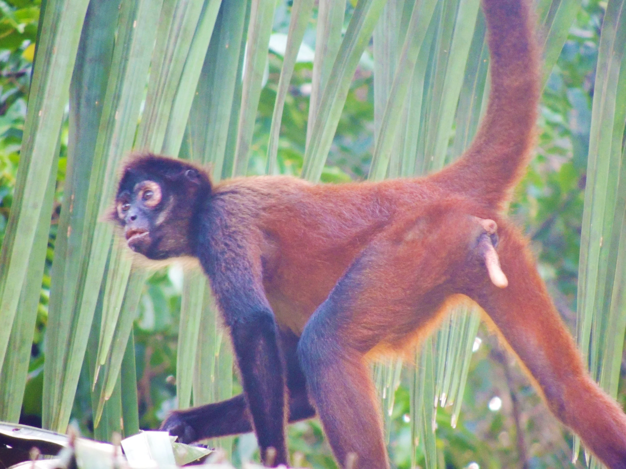 Geoffroy's Spider Monkey (Ateles geoffroyi)