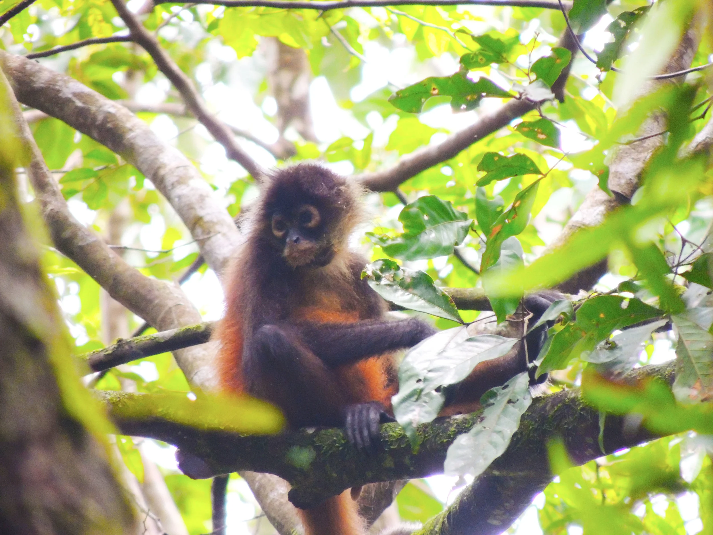 Geoffroy's spider monkey (Ateles geoffroyi)