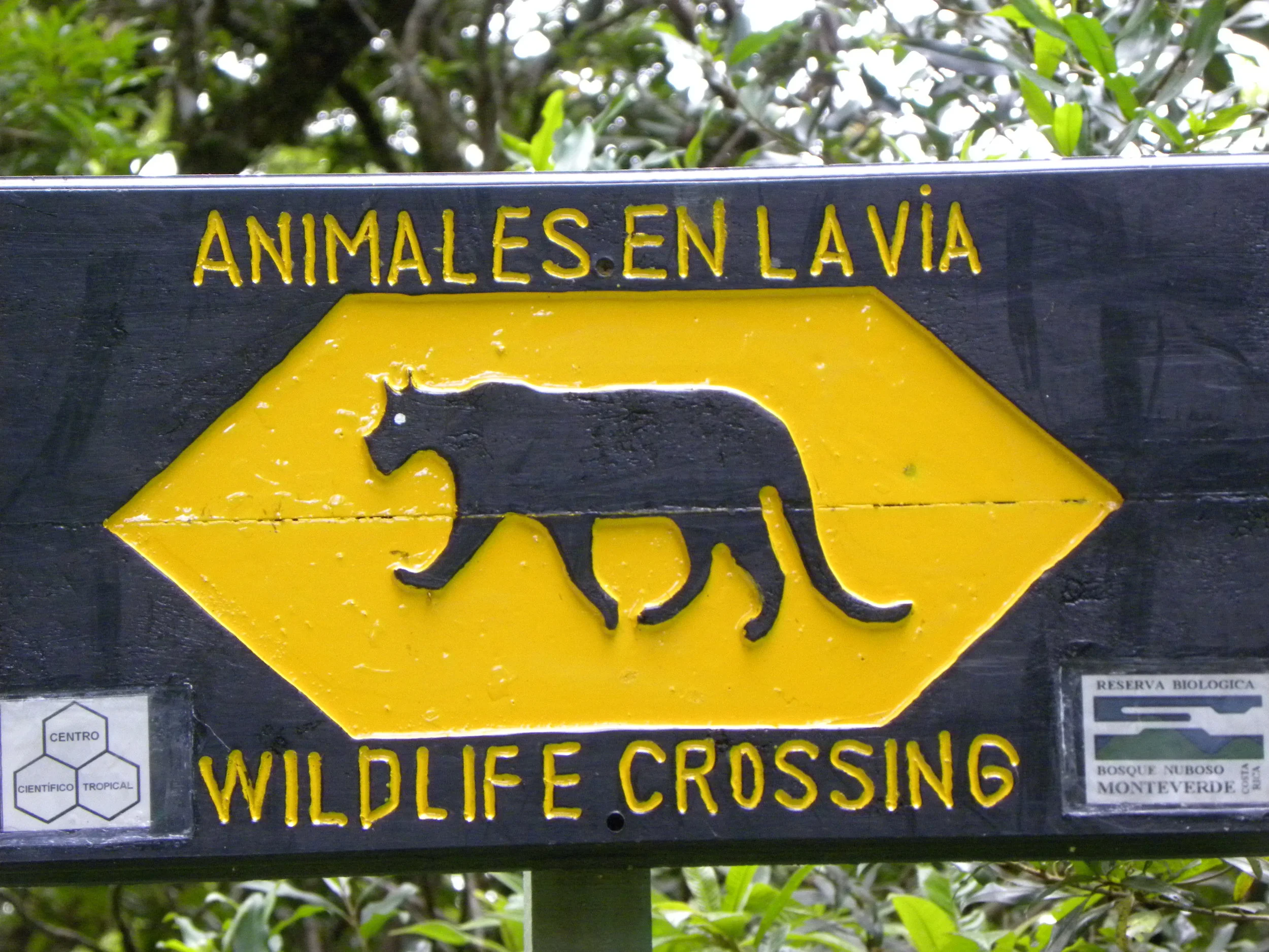 Puma (Puma concolor)