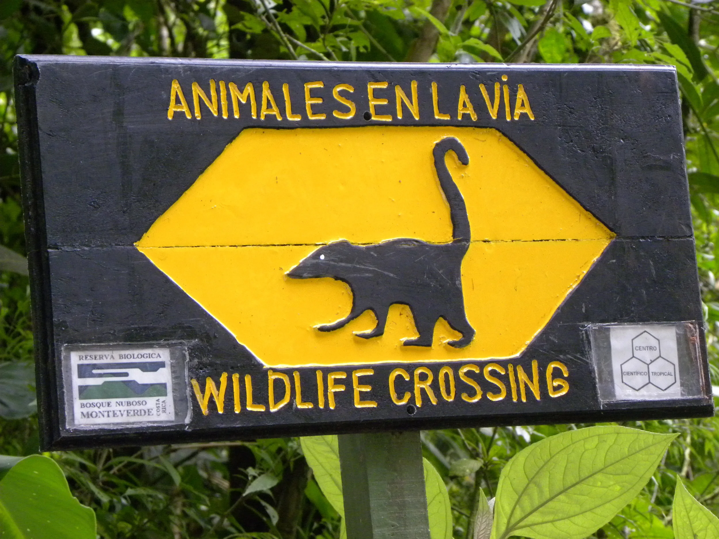 Coati (Nasua narica)