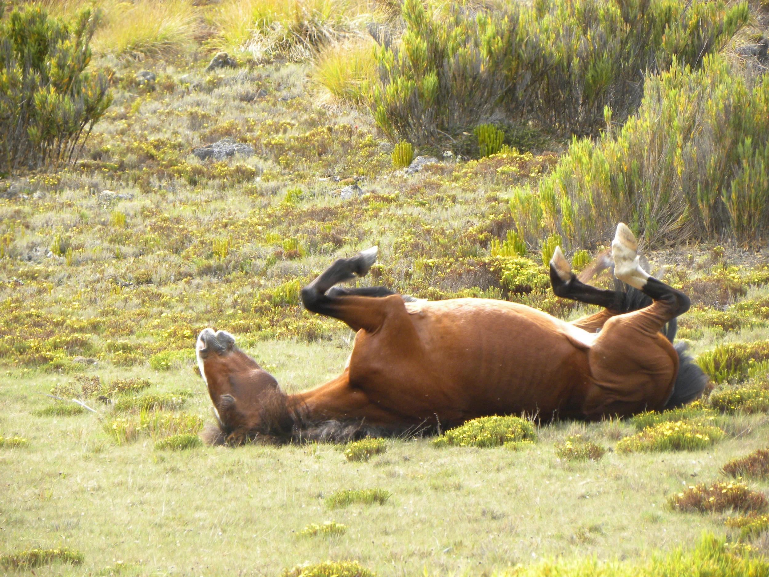Horse (Equus ferus caballus)