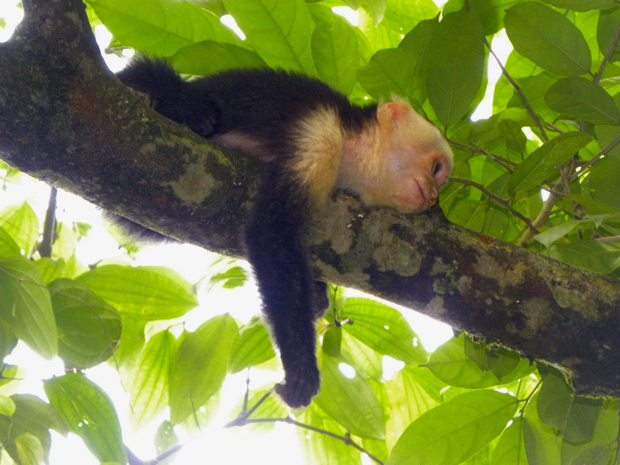 White-faced capuchin monkey (Cebus capucinus)