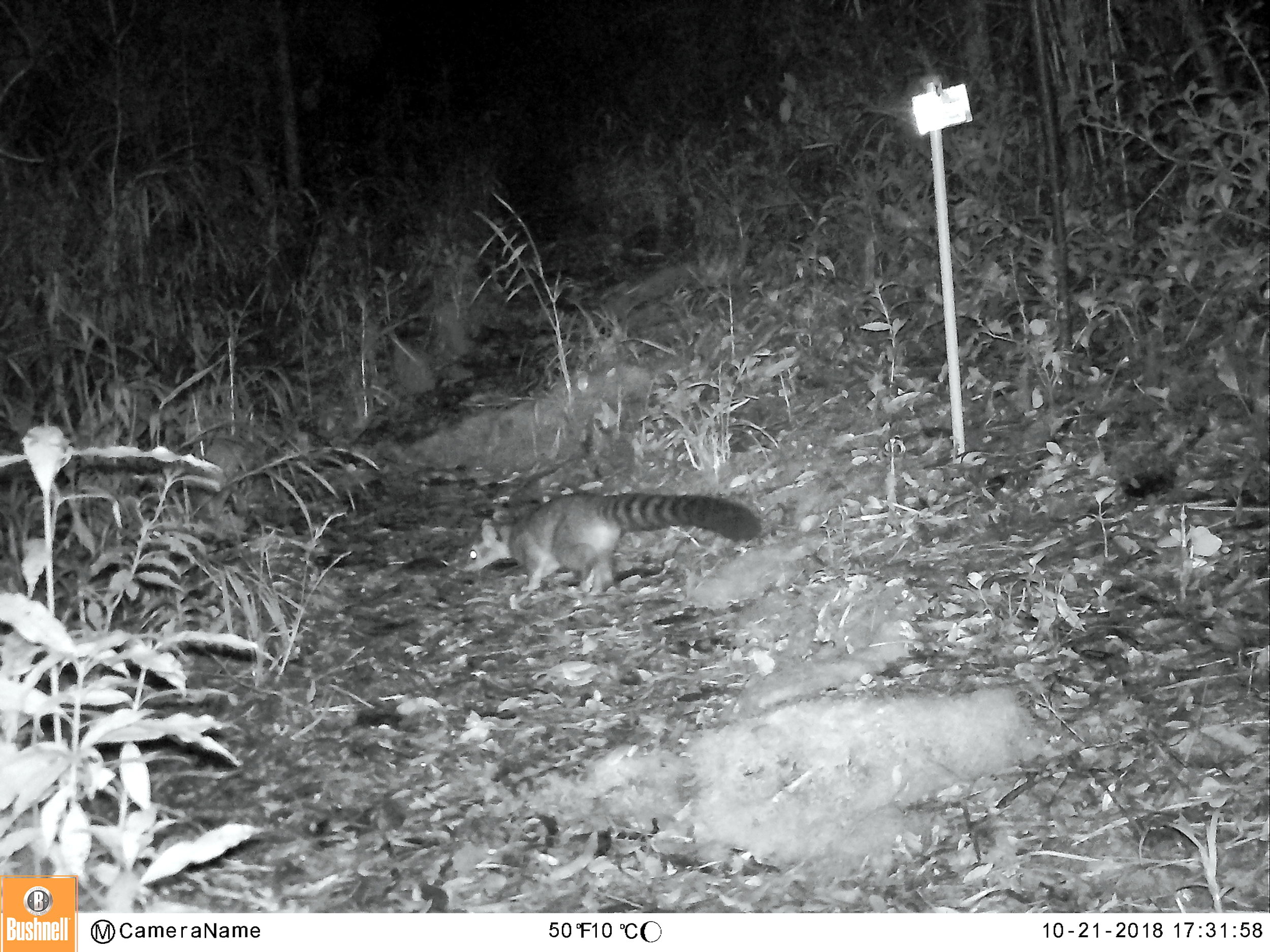Central American Cacomistle (Bassariscus sumichrasti)