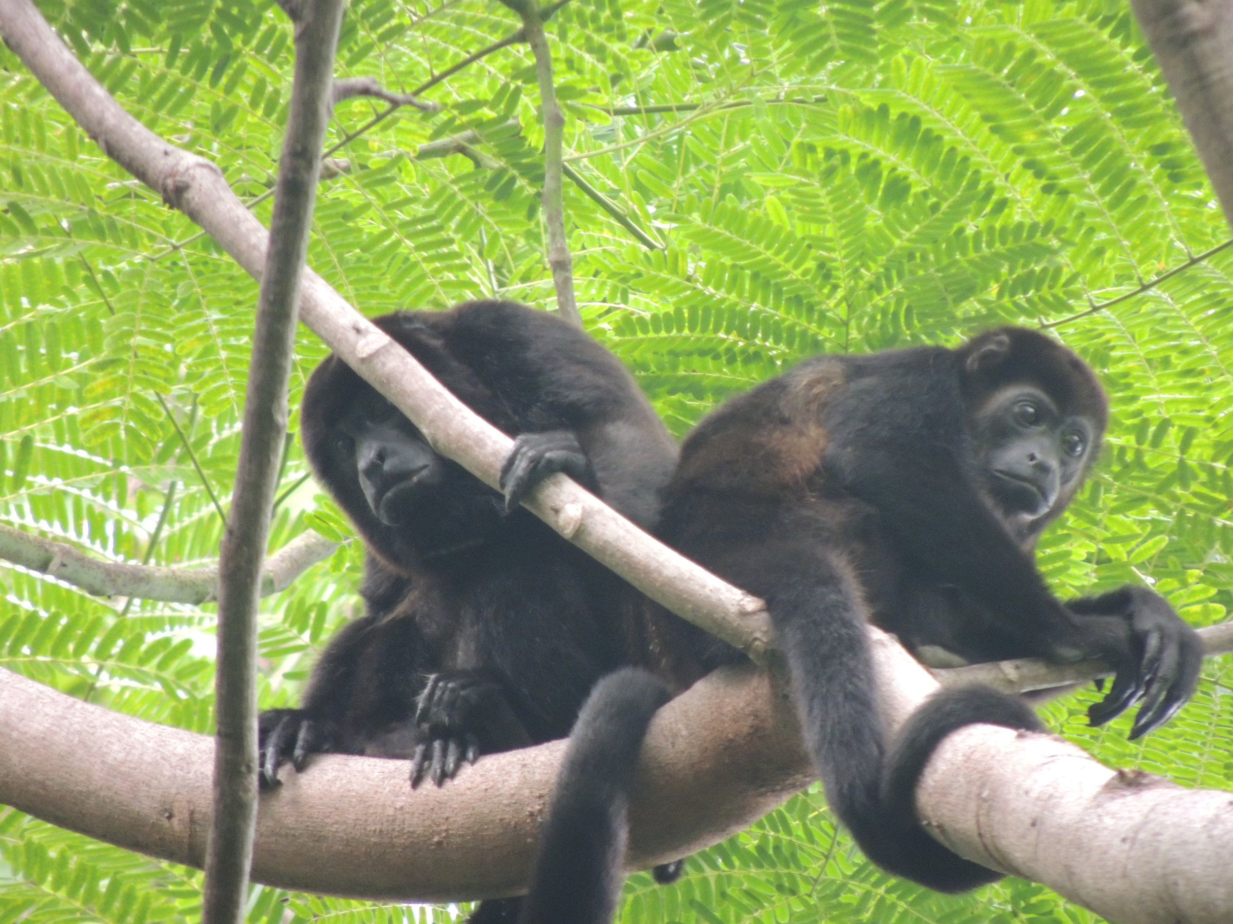 Mantled Howler Monkey (Alouatta palliata)