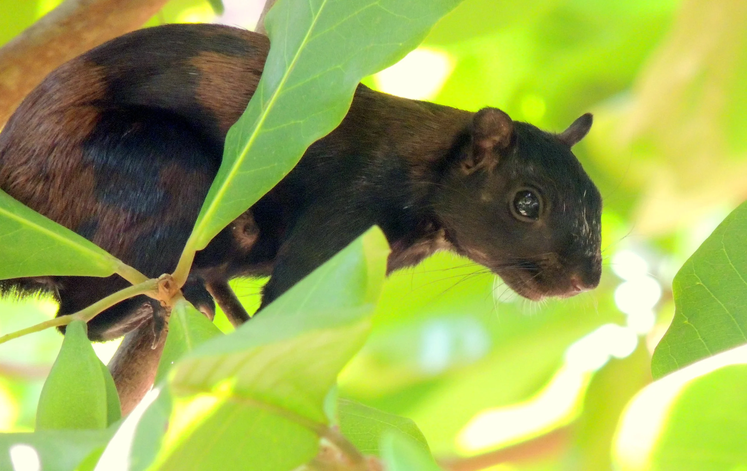 Variegated Squirrel (Sciurus variegatoides)