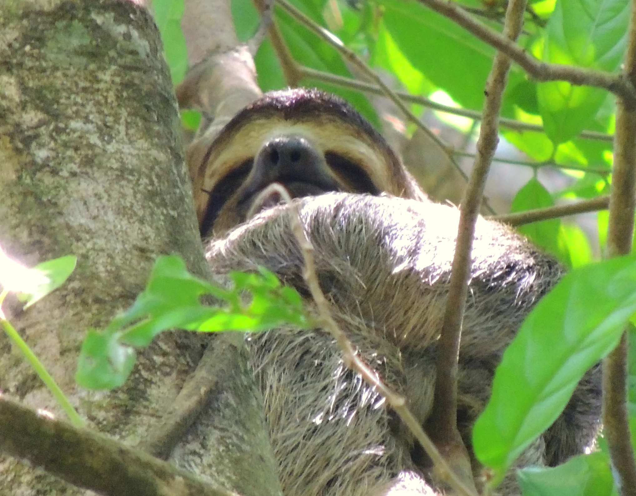 Three-toed Sloth (Bradypus variegatus)