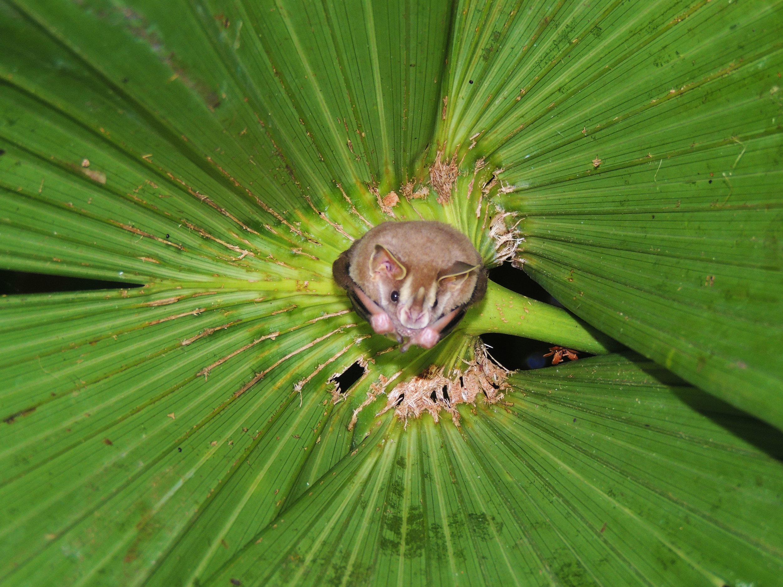 Tent-making Bat (Uroderma bilobatum)