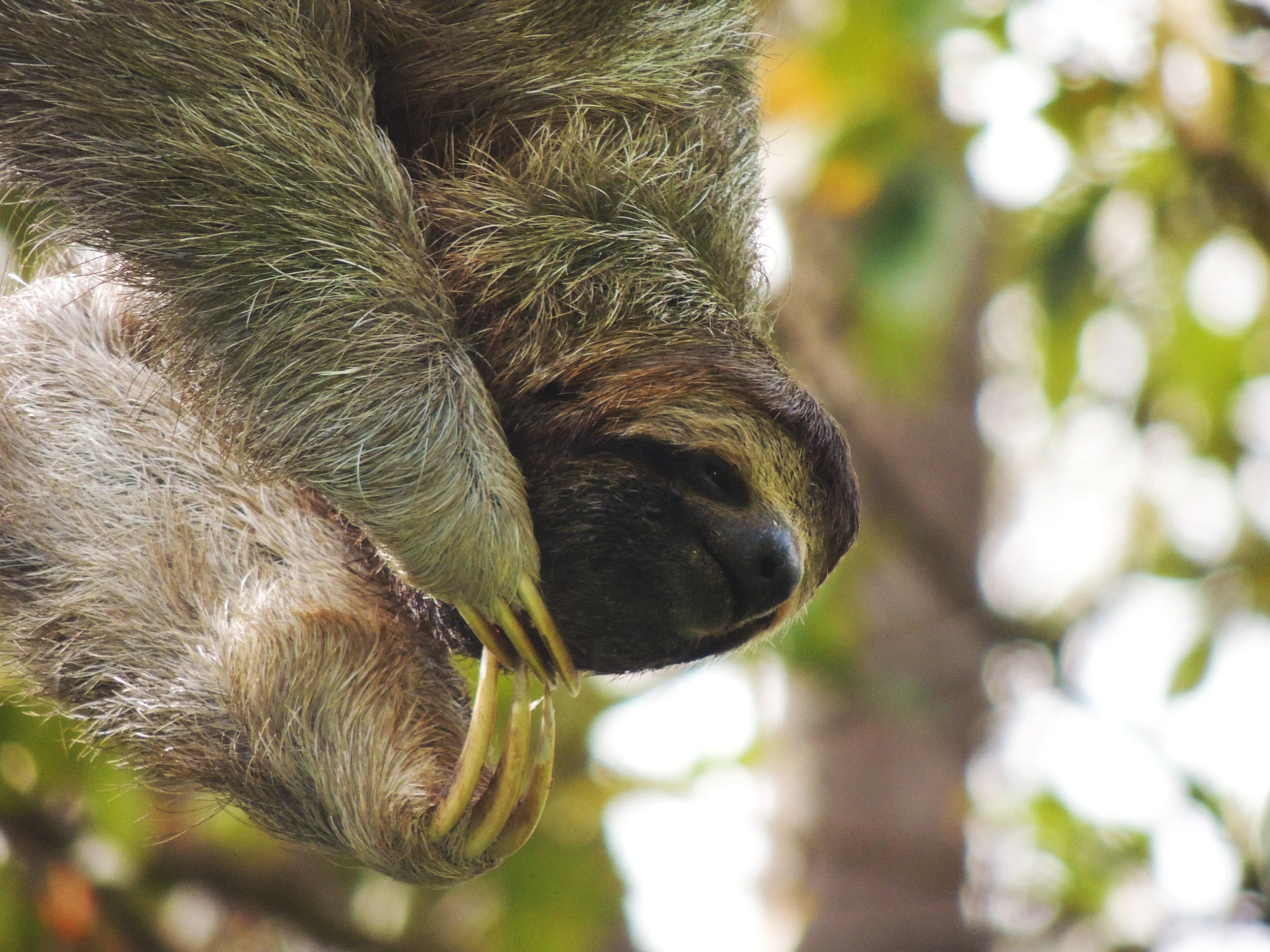 Three-toed Sloth (Bradypus variegatus)