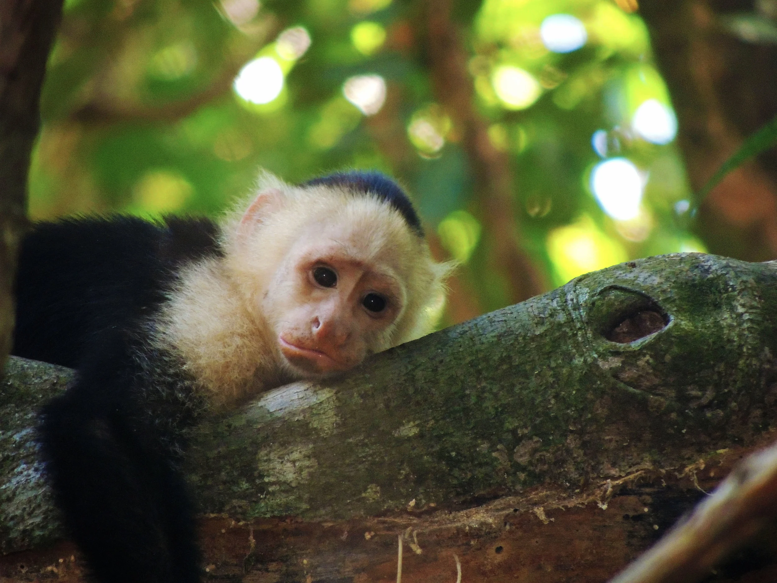 White-faced capuchin monkey (Cebus capucinus)