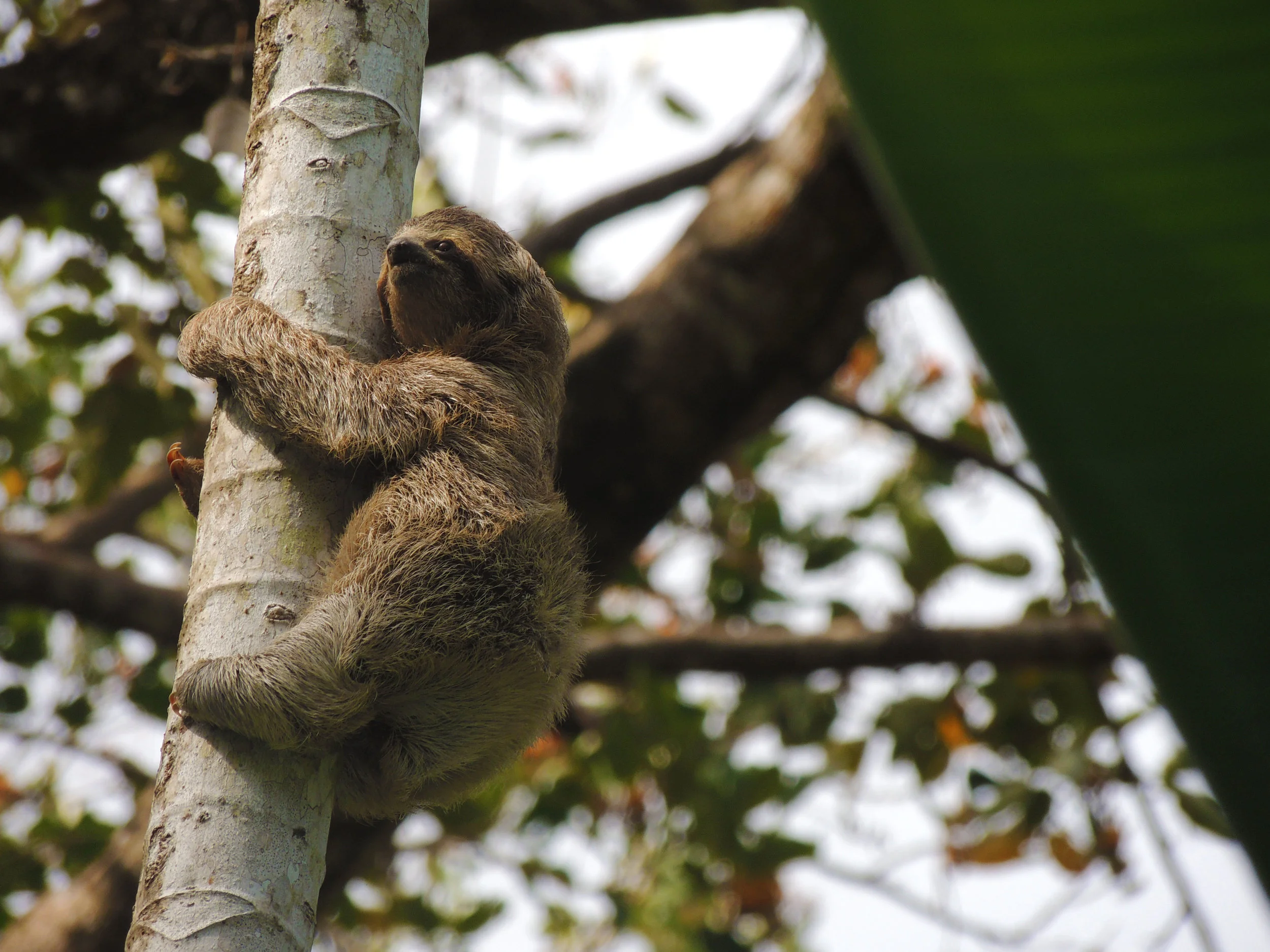 Three-toed Sloth baby (Bradypus variegatus)