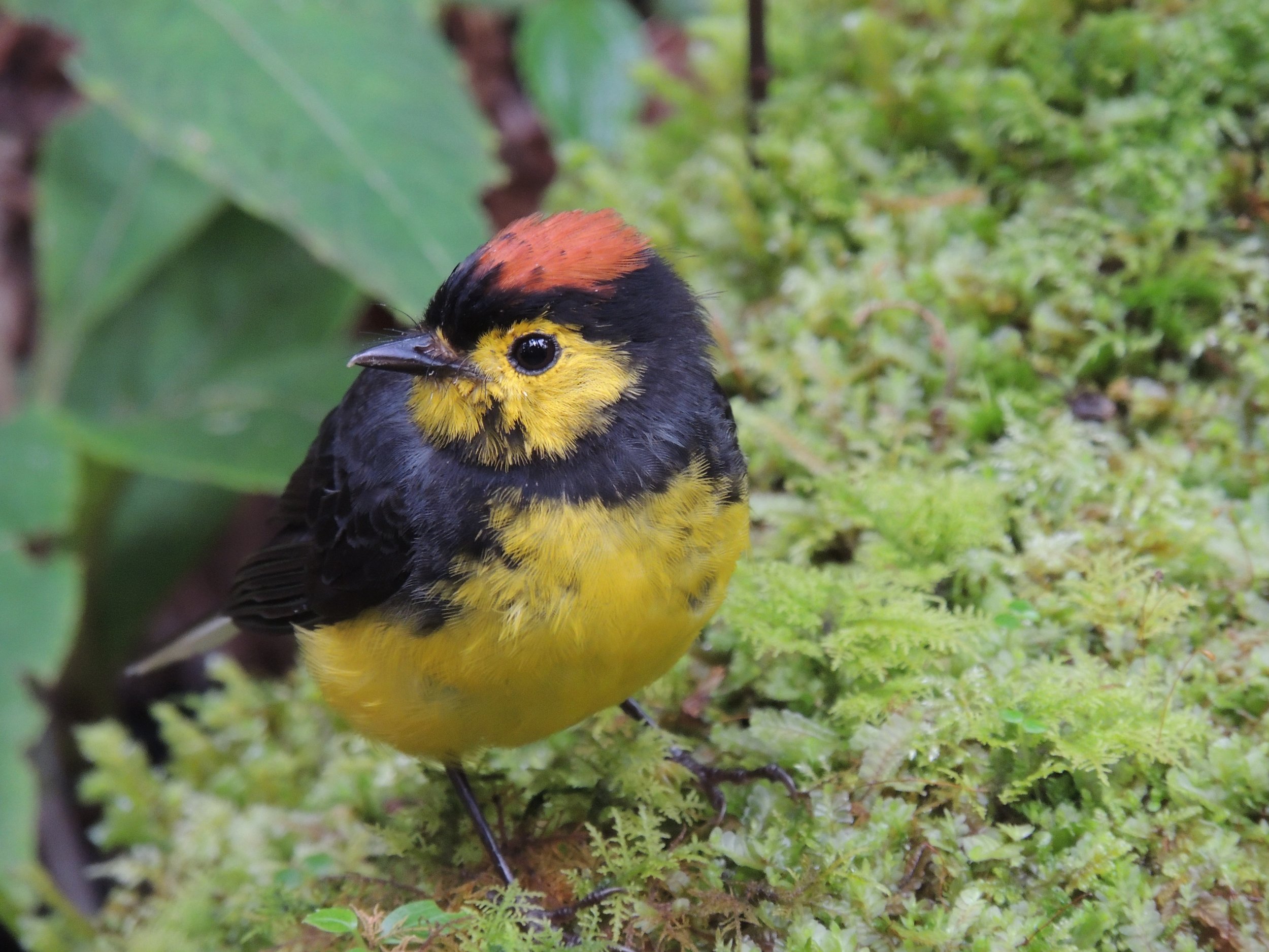 Collared redstart “amigo de hombre” (Myioborus torquatus)