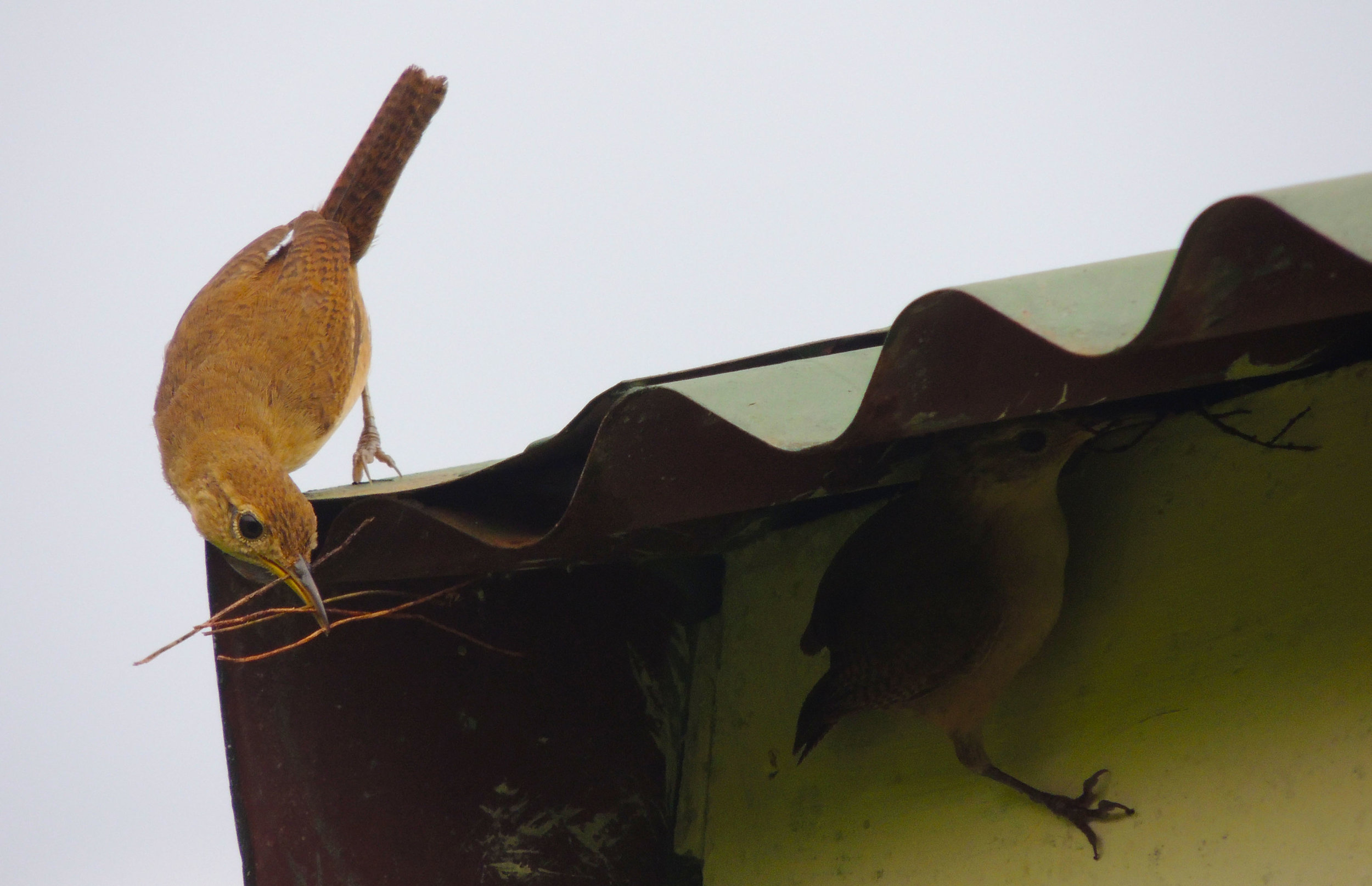 House Wren male (Troglodytes aedon)