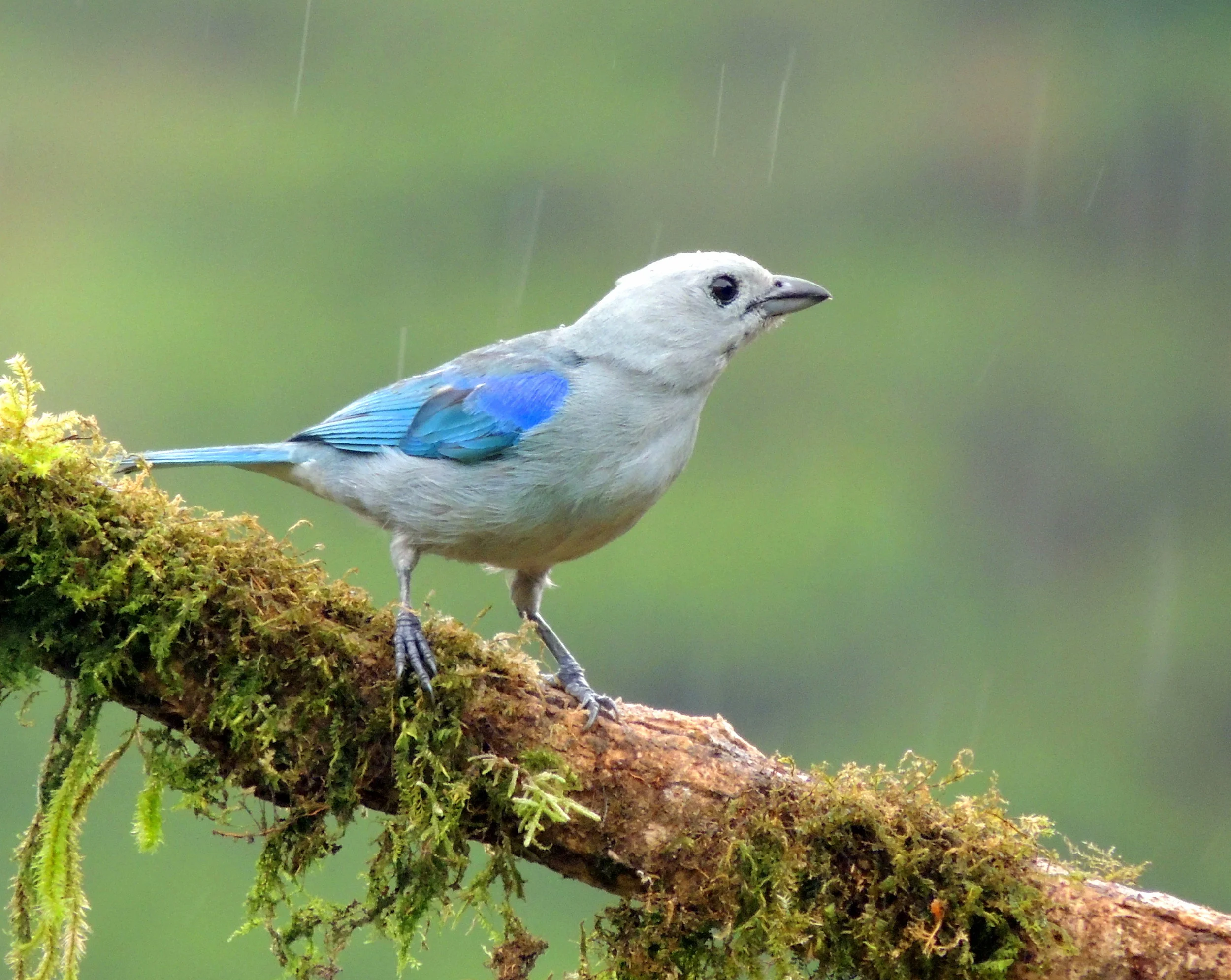 Blue-gray Tanager (Thraupis episcopus)