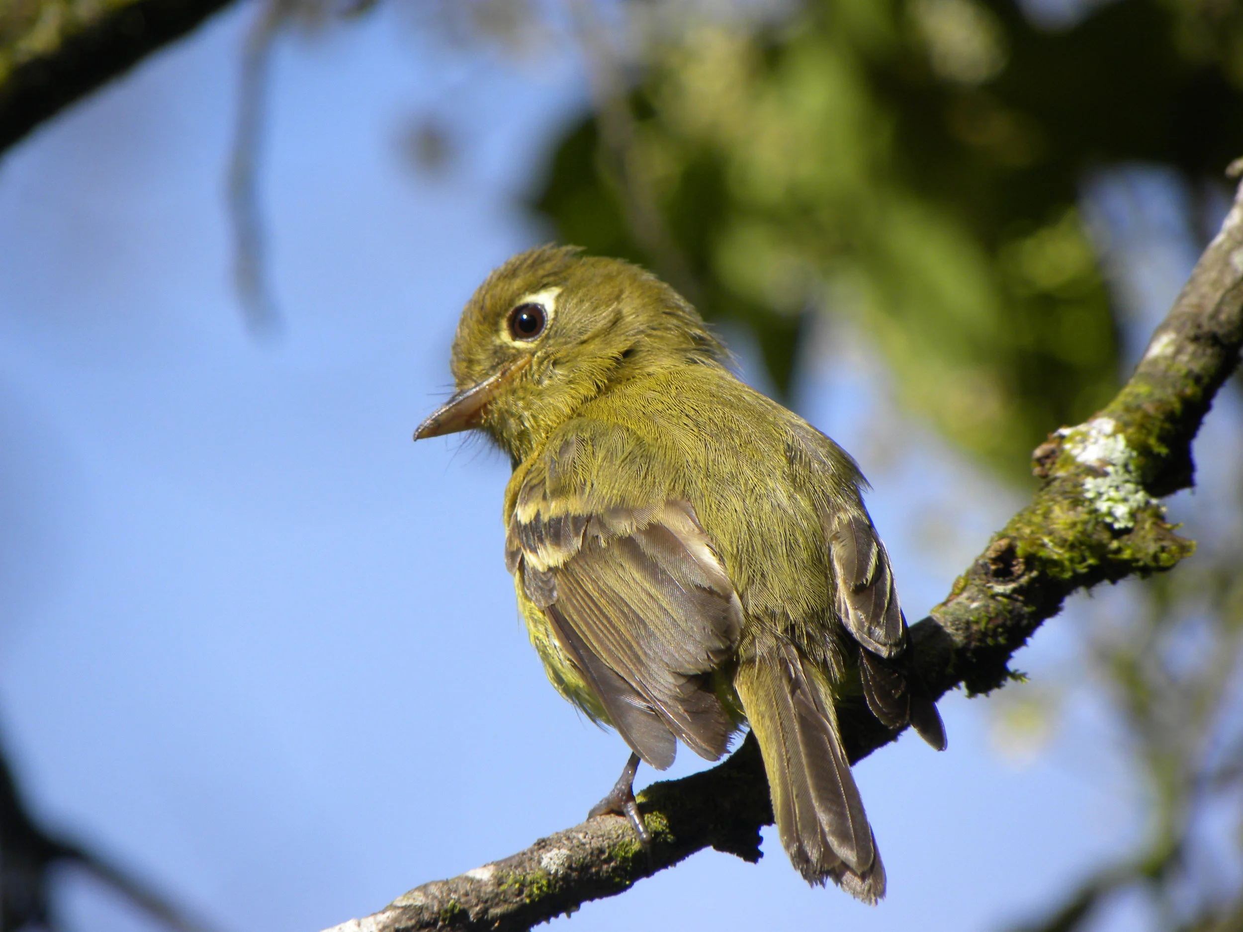 Yellowish Flycatcher (Empidonax flavescens)