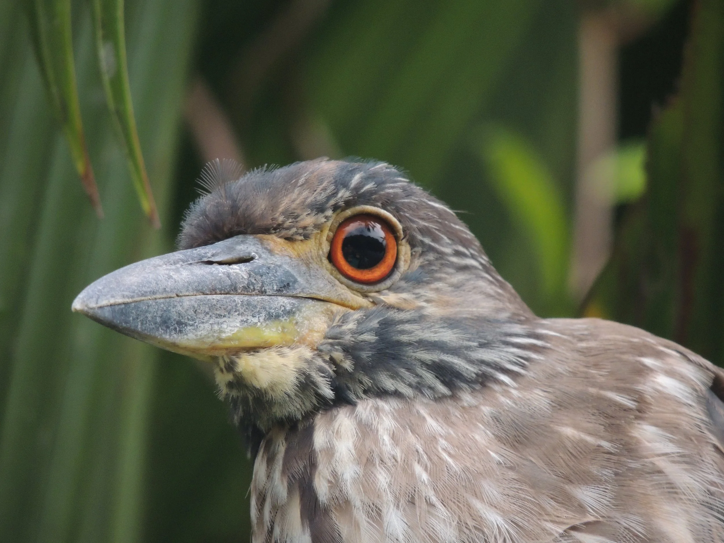Yellow-crowned Night Heron (Nyctanassa violacea)