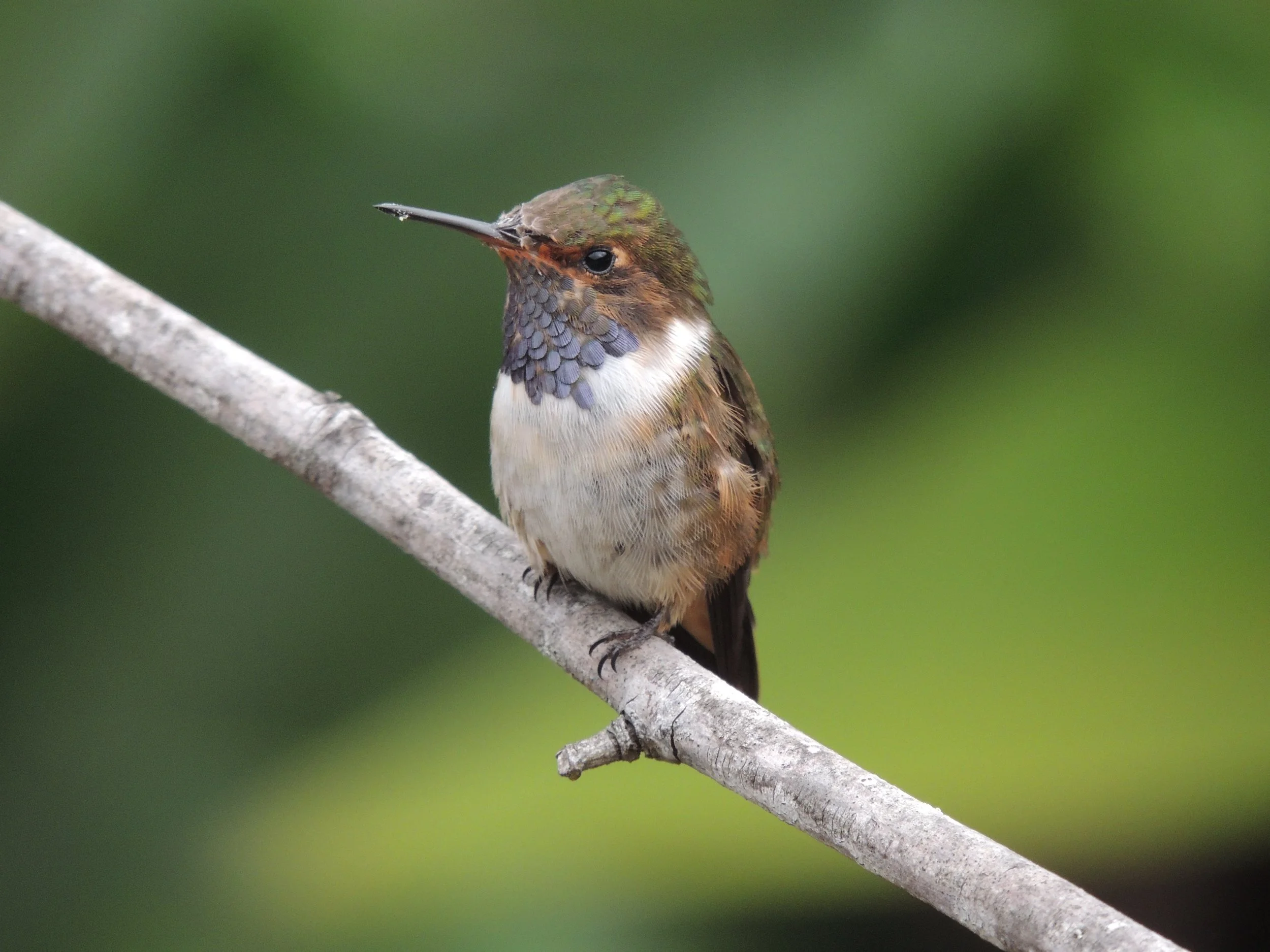 Volcano hummingbird (Selasphorus flammula)