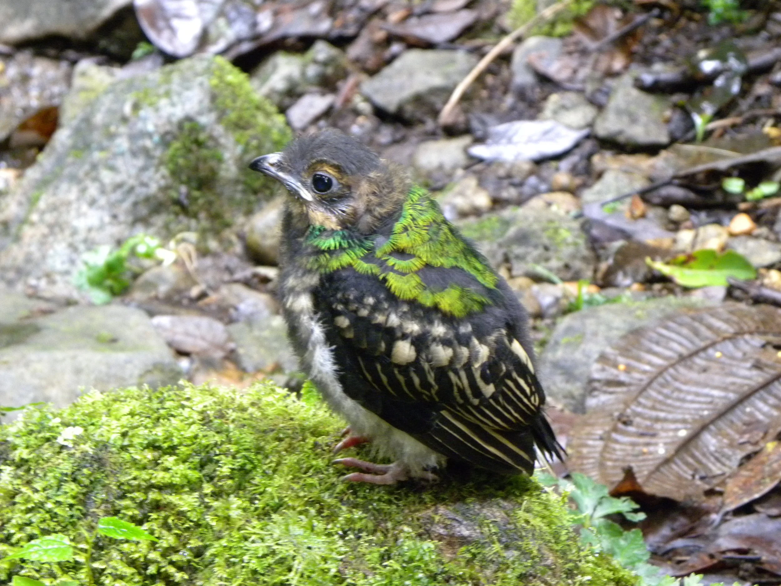 Resplendent Quetzal baby (Pharomachrus mocinno)