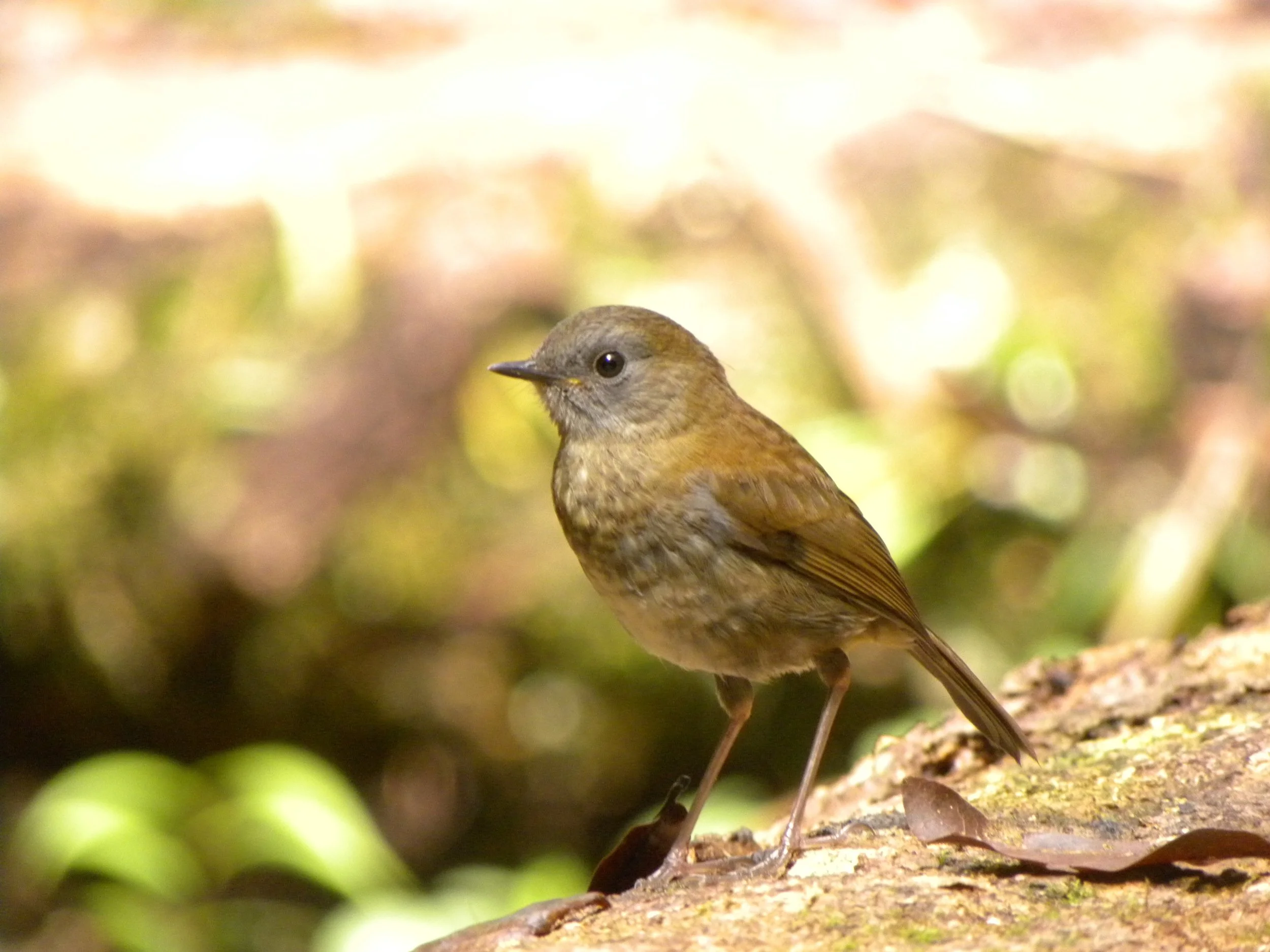 Black-billed Nightingale Thrush (Catharus gracilirostris)