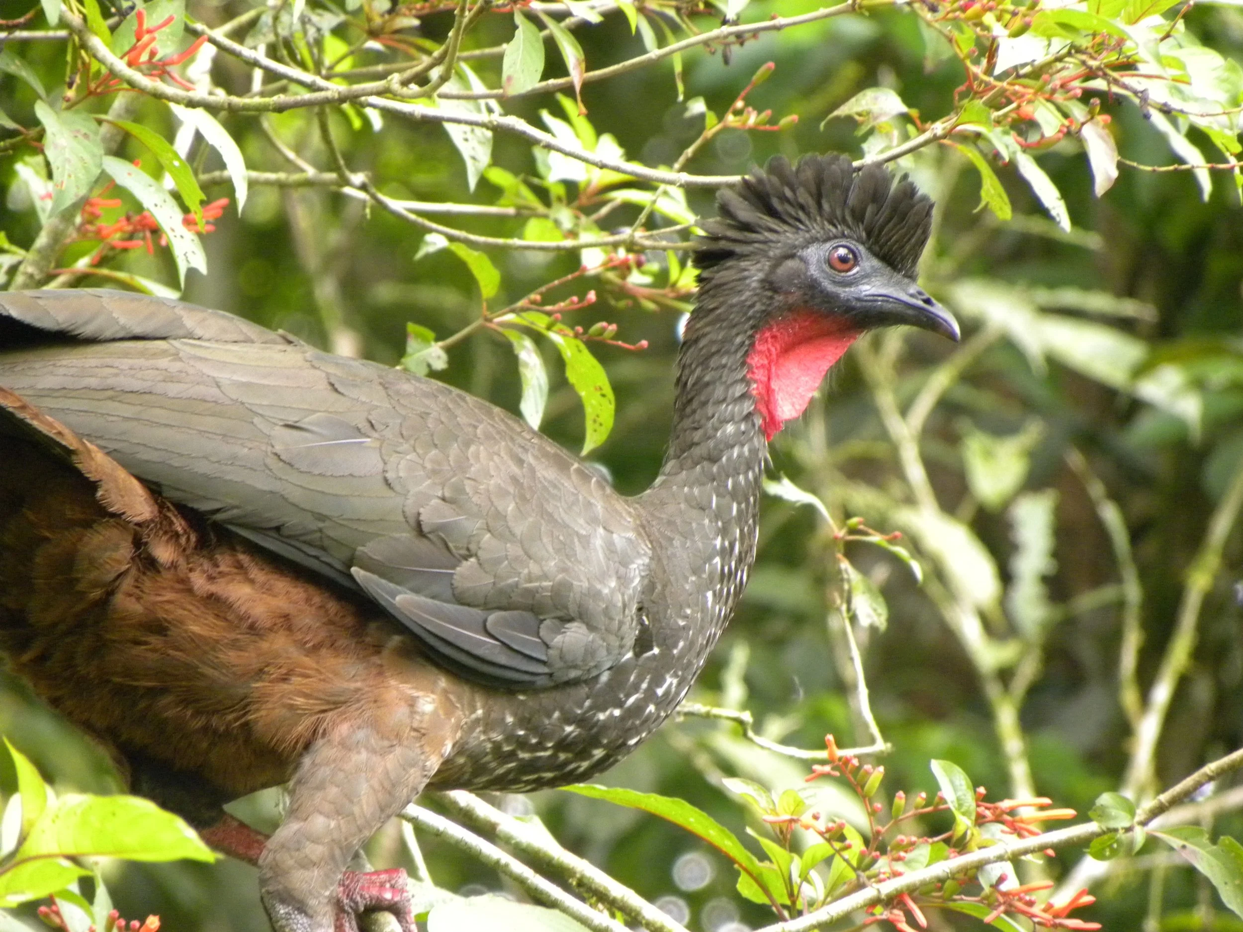 Crested Guan (Penelope purpurascens)