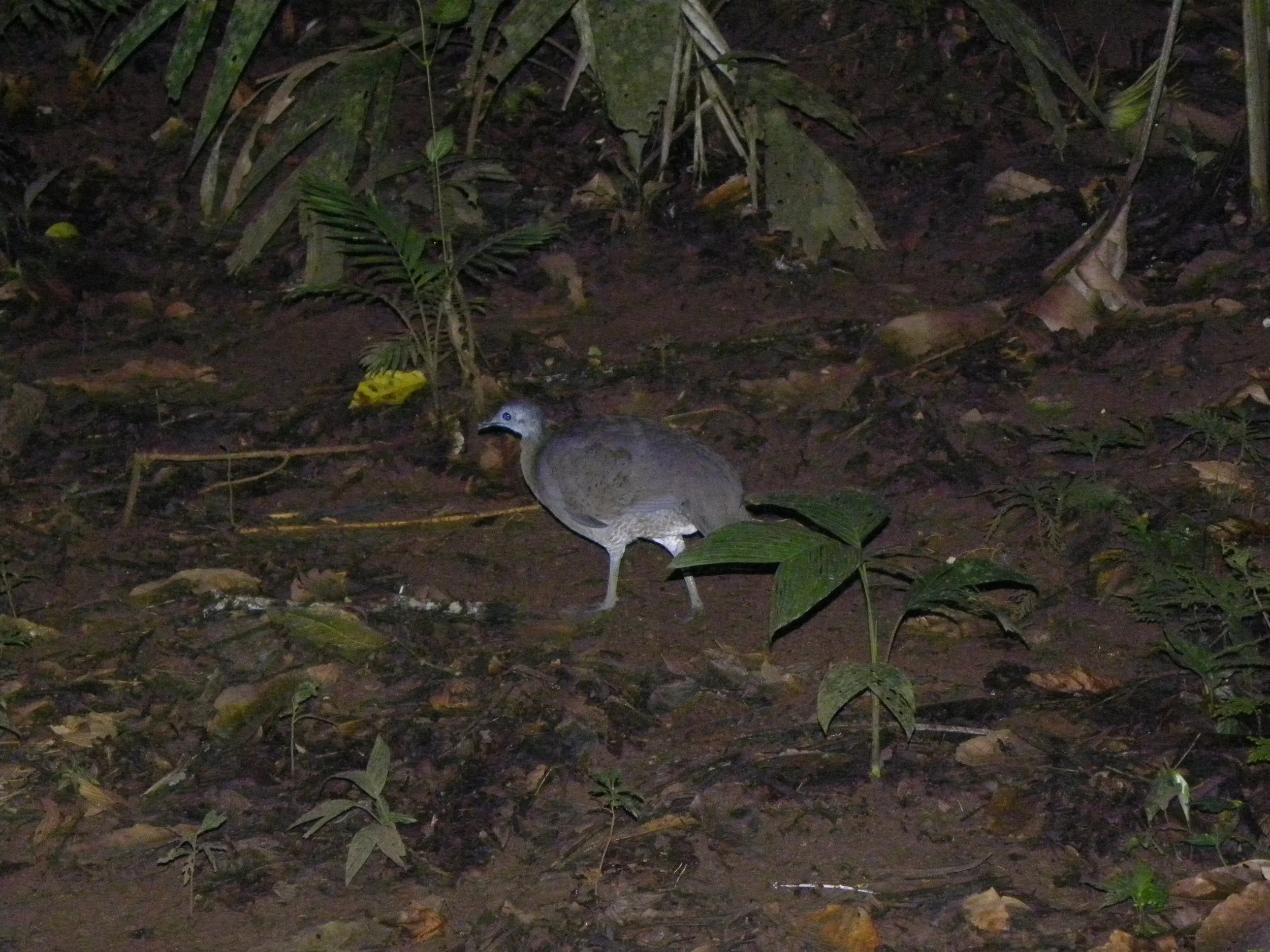 Great Tinamou (Tinamus major)