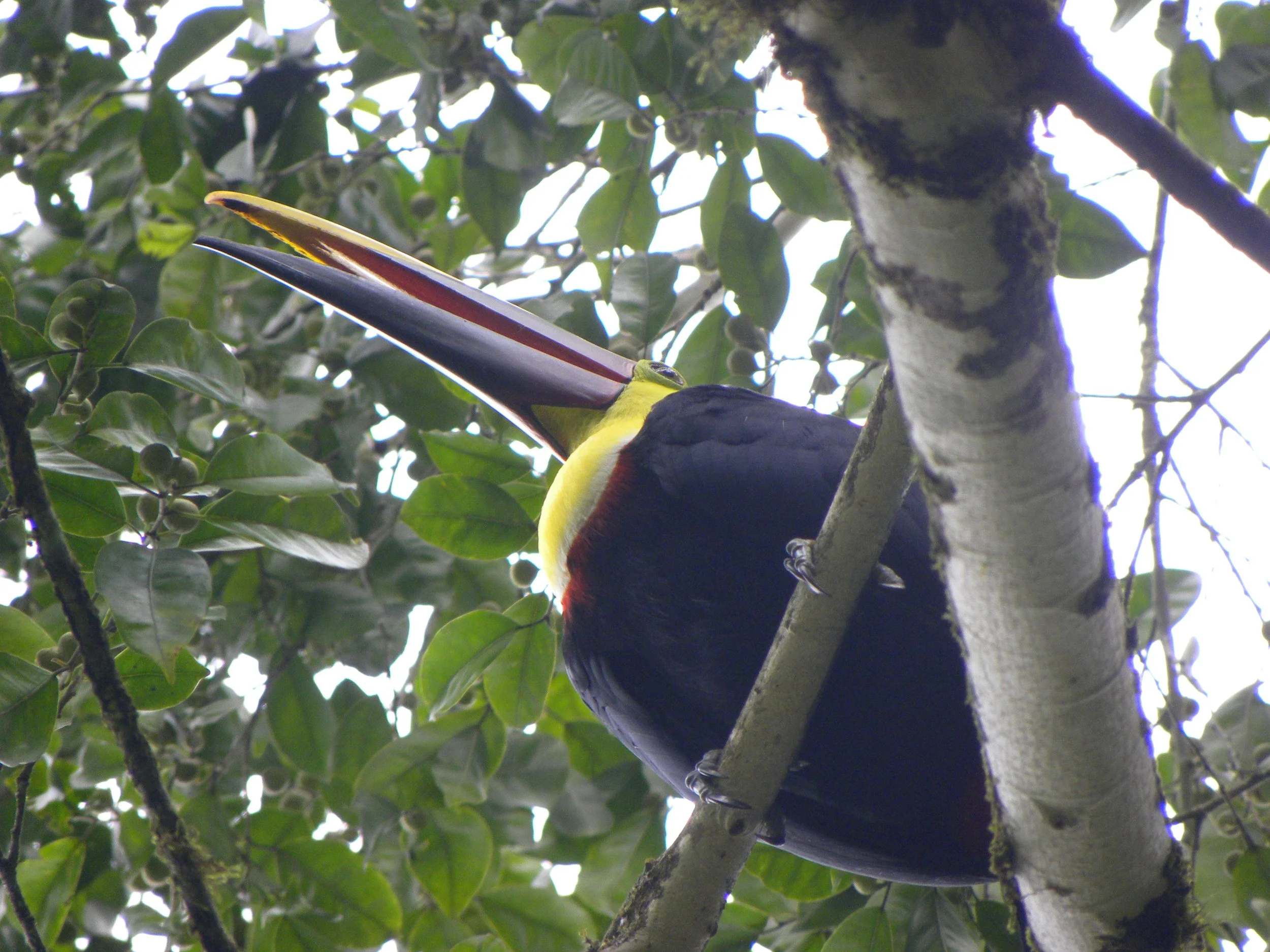 Chestnut-mandibled Toucan (Ramphastos swainsonii)