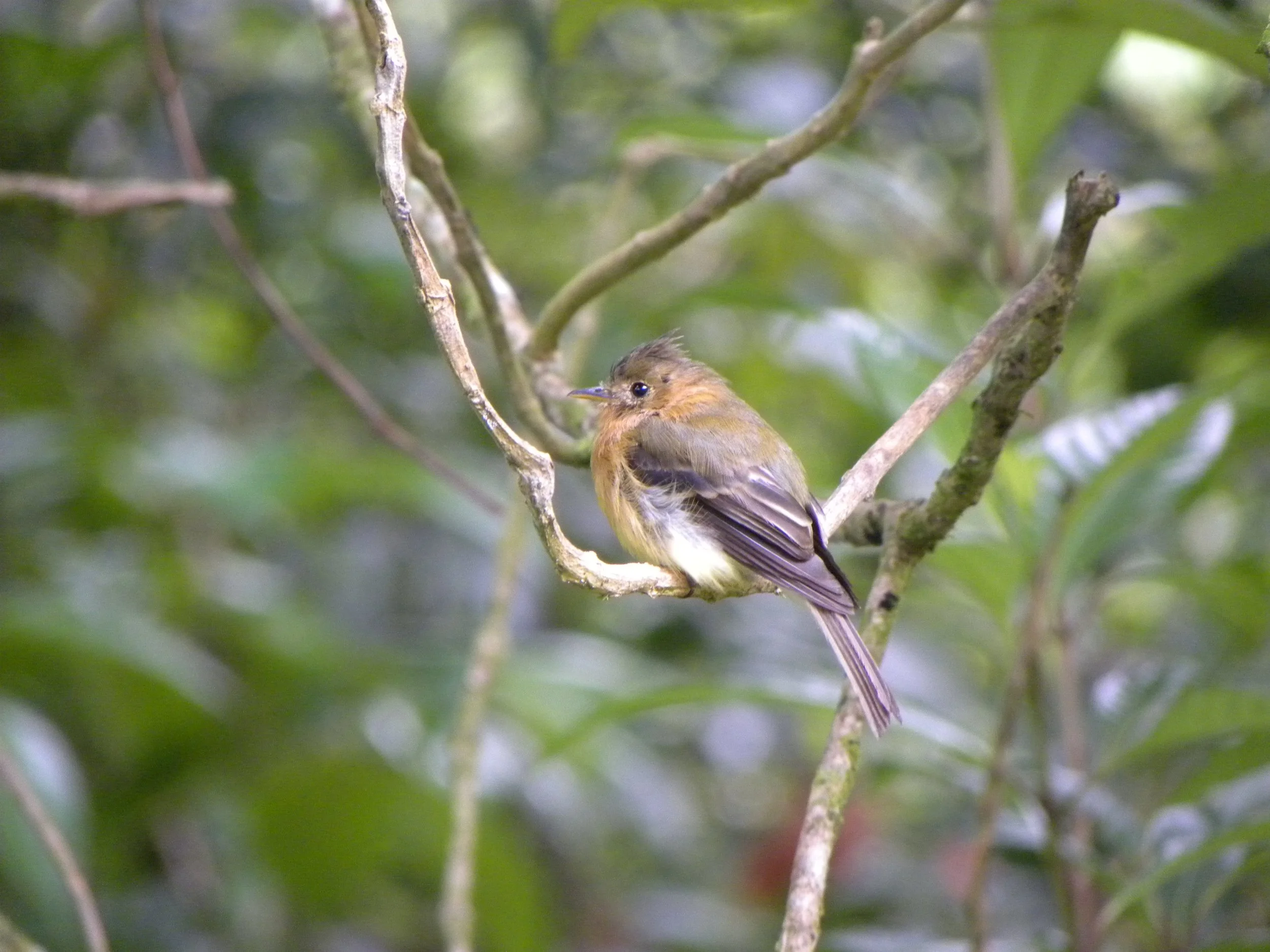 Tufted Flycatcher (Mitrephanes phaeocercus)